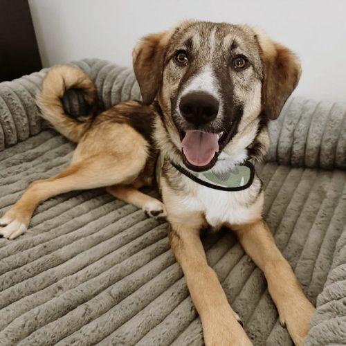 Enlarge Robbie, a Adoptable mixed breed in Verona, NJ image 4/5