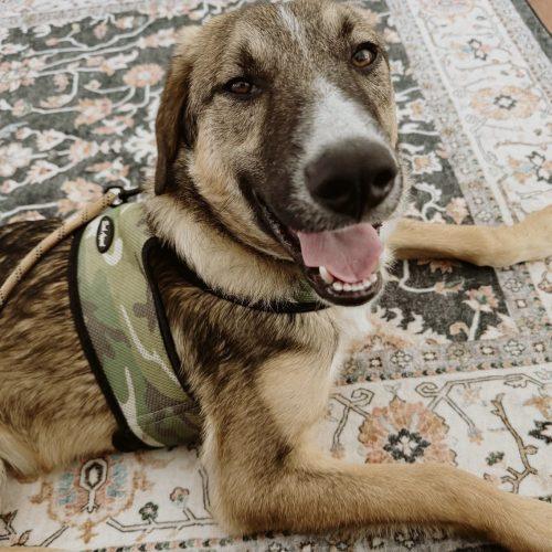 RobbieSmiles, a Adoptable mixed breed in Verona, NJ image 5/5