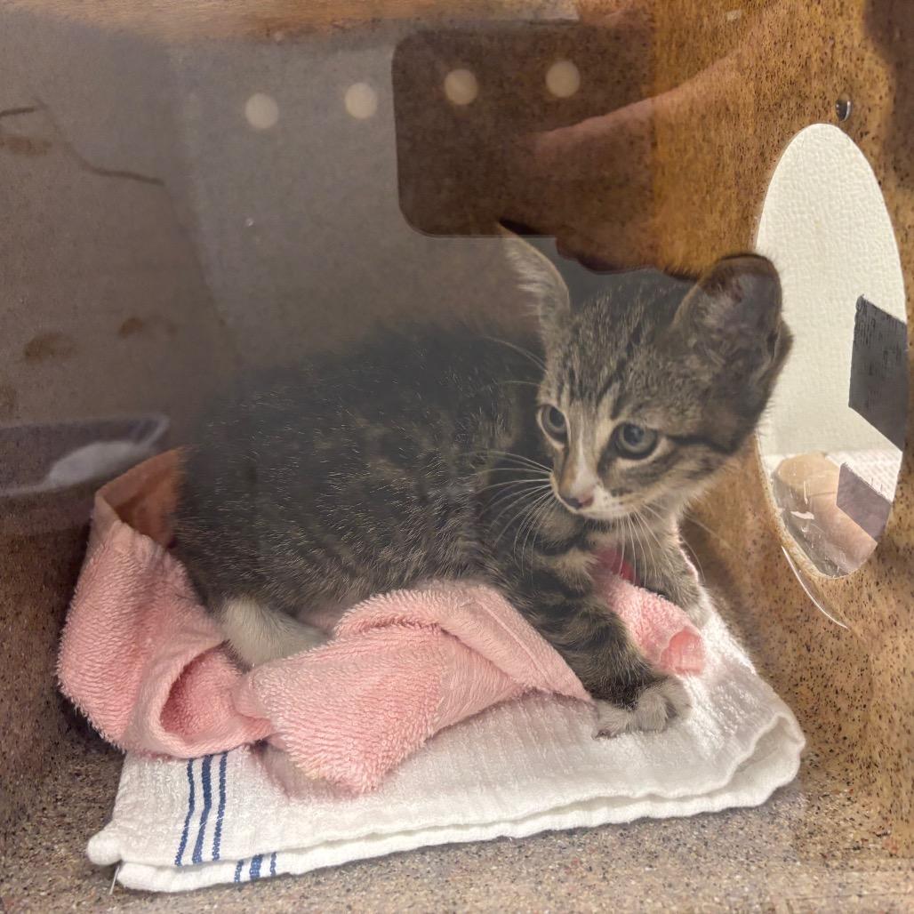 Gregory, Adoptable, Kitten Male Domestic Short Hair.