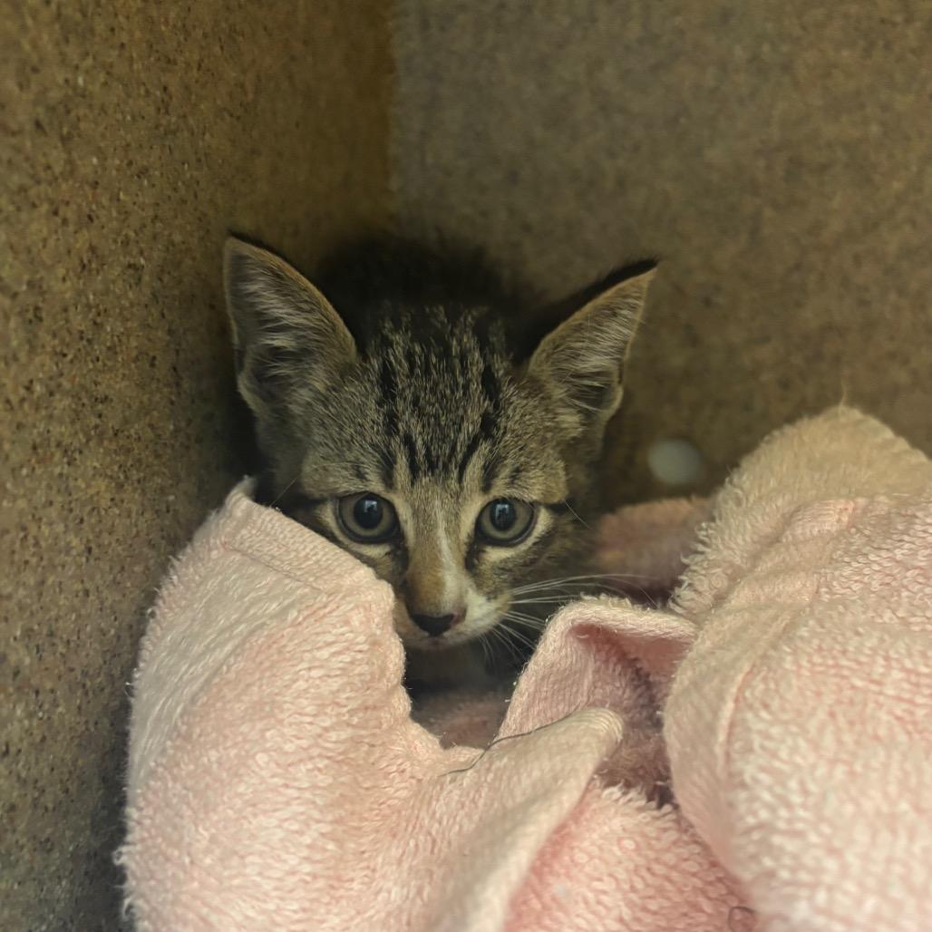 Gregory, a Adoptable Domestic Short Hair in Springtown, TX image 2/2