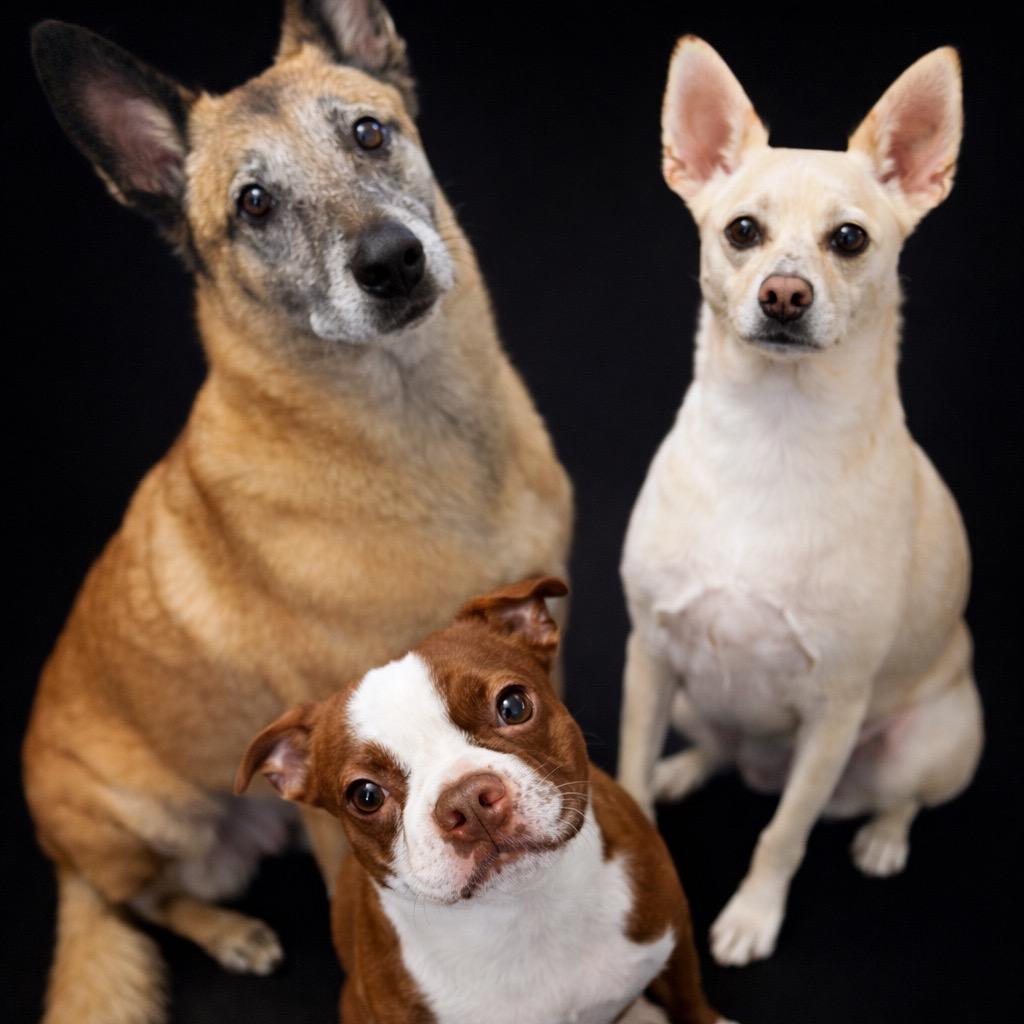 Murray, Adoptable, Adult Male Boston Terrier.