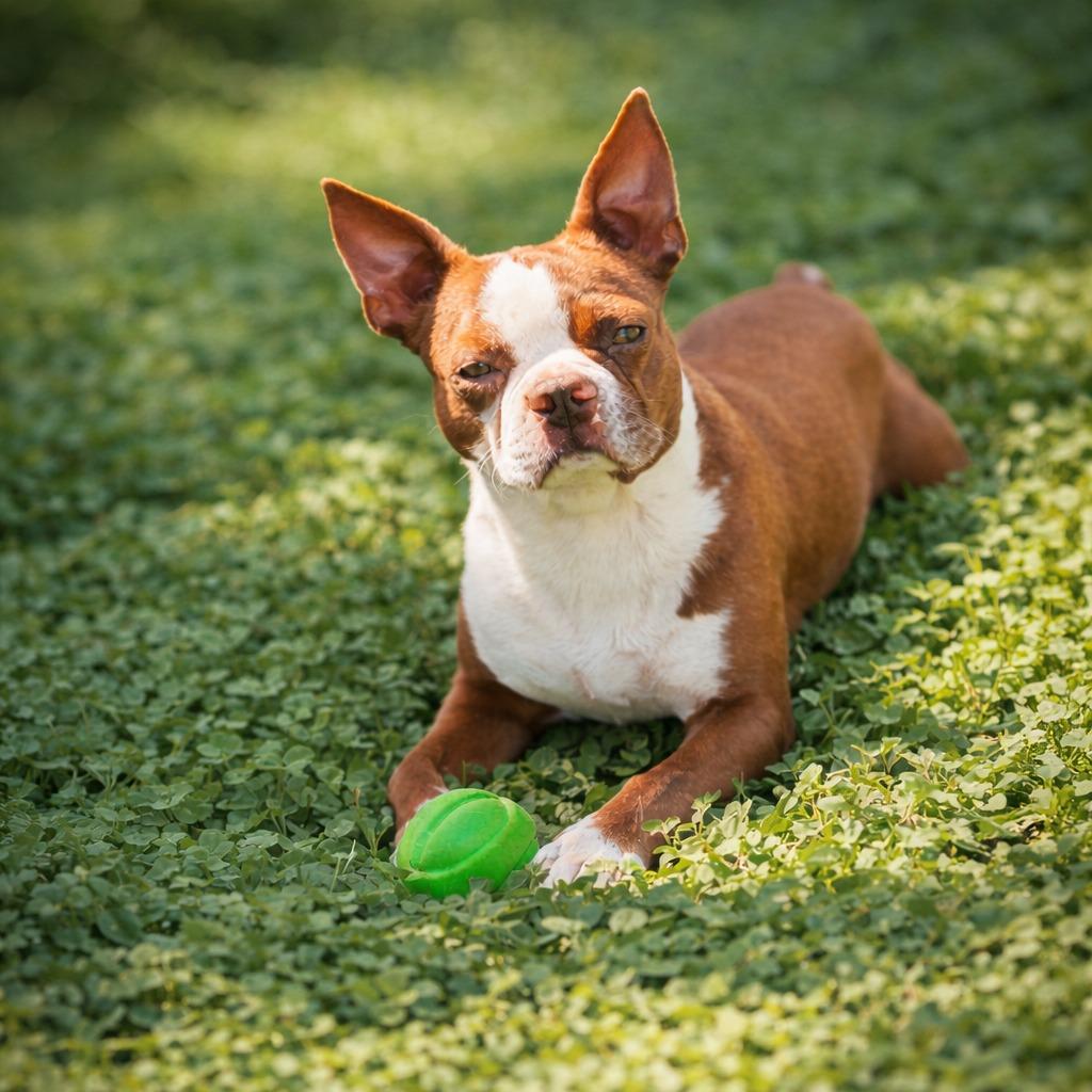 Murray, a Adoptable Boston Terrier in Baton Rouge, LA image 3/6