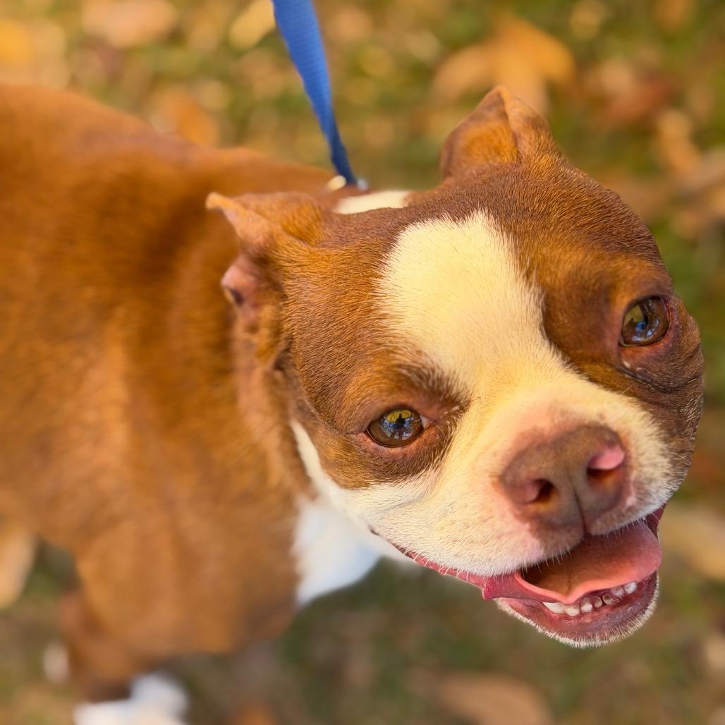 Murray, a Adoptable Boston Terrier in Baton Rouge, LA image 5/6