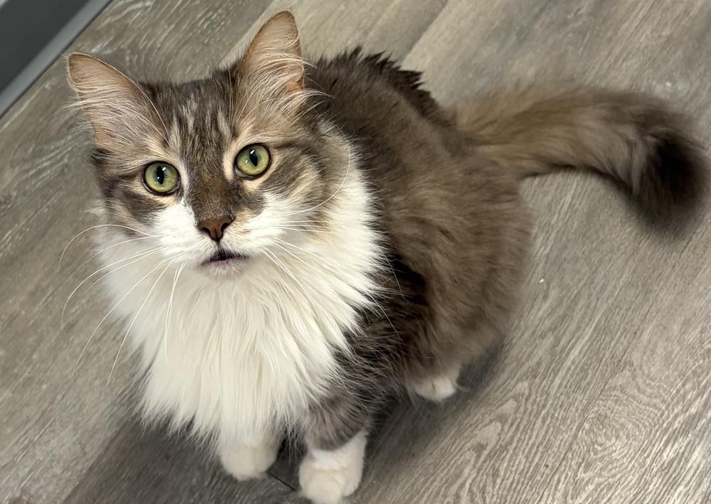 W2 Carl, Adoptable, Adult Male Domestic Long Hair.