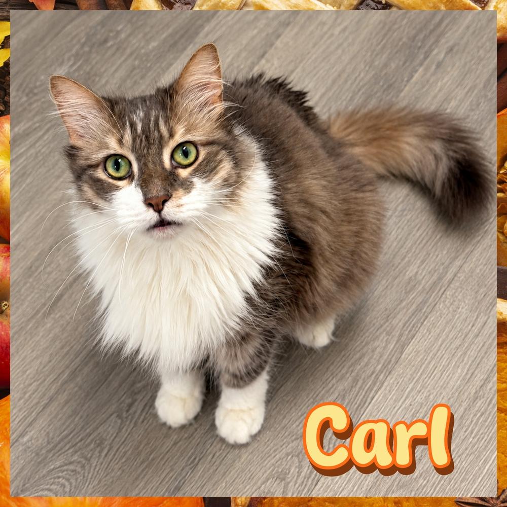 Enlarge W2 Carl, a Adoptable mixed breed in Southbury, CT image 2/3