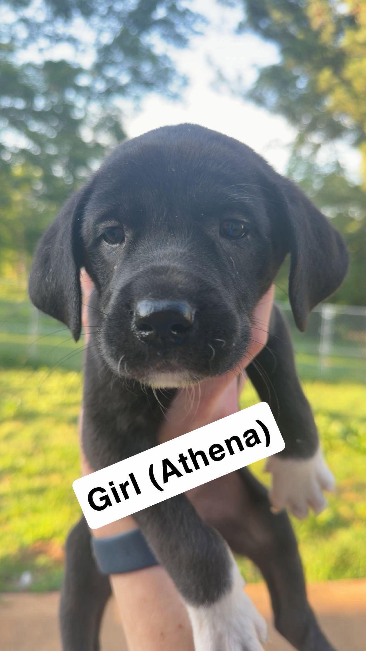 Enlarge Athena, a Adoptable mixed breed in Chambersburg, PA image 1/1