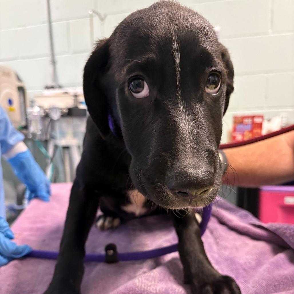 Petunia, Adoptable, Puppy Female Mixed Breed.