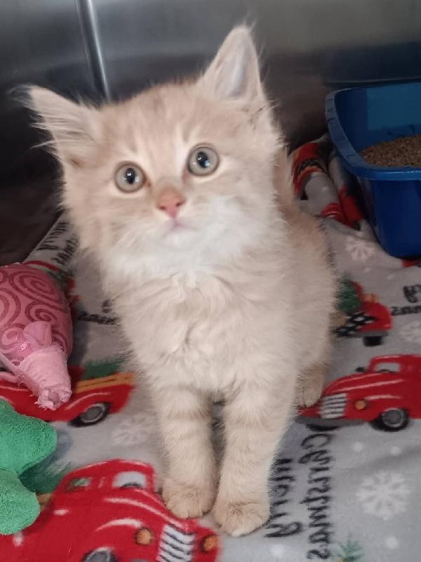 WYATT, Adoptable, Kitten Male Domestic Medium Hair.