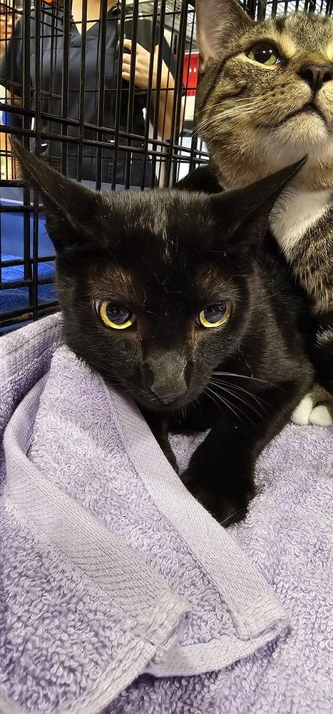 Bodega, Adoptable, Adult Female Domestic Short Hair.