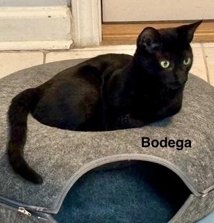 Enlarge Bodega, a Adoptable mixed breed in Powder Springs, GA image 2/3
