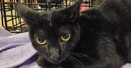 Enlarge Bodega, a Adoptable mixed breed in Powder Springs, GA image 3/3