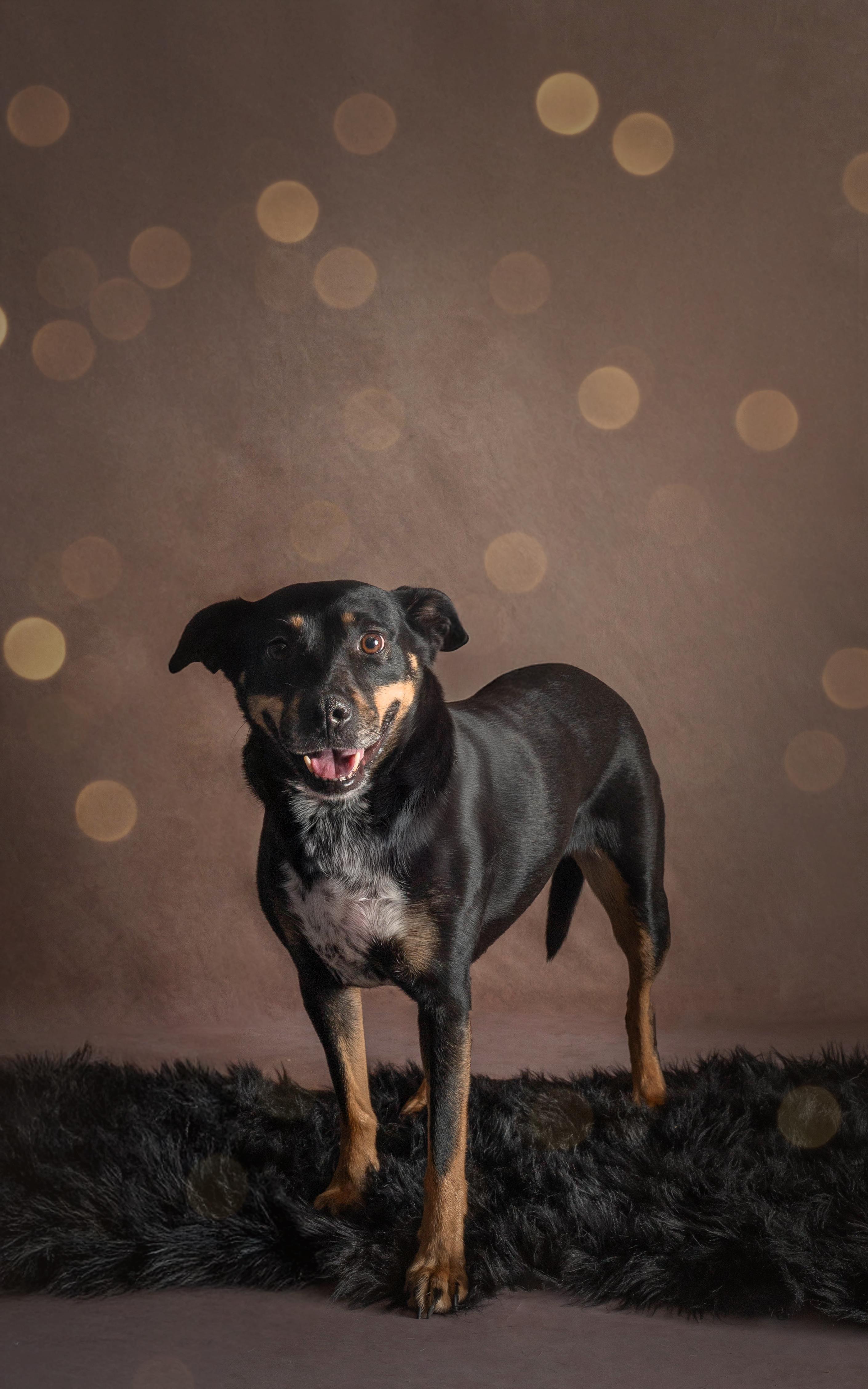 Enlarge Vegas, a ADOPTABLE mixed breed in Wooster, OH image 1/1
