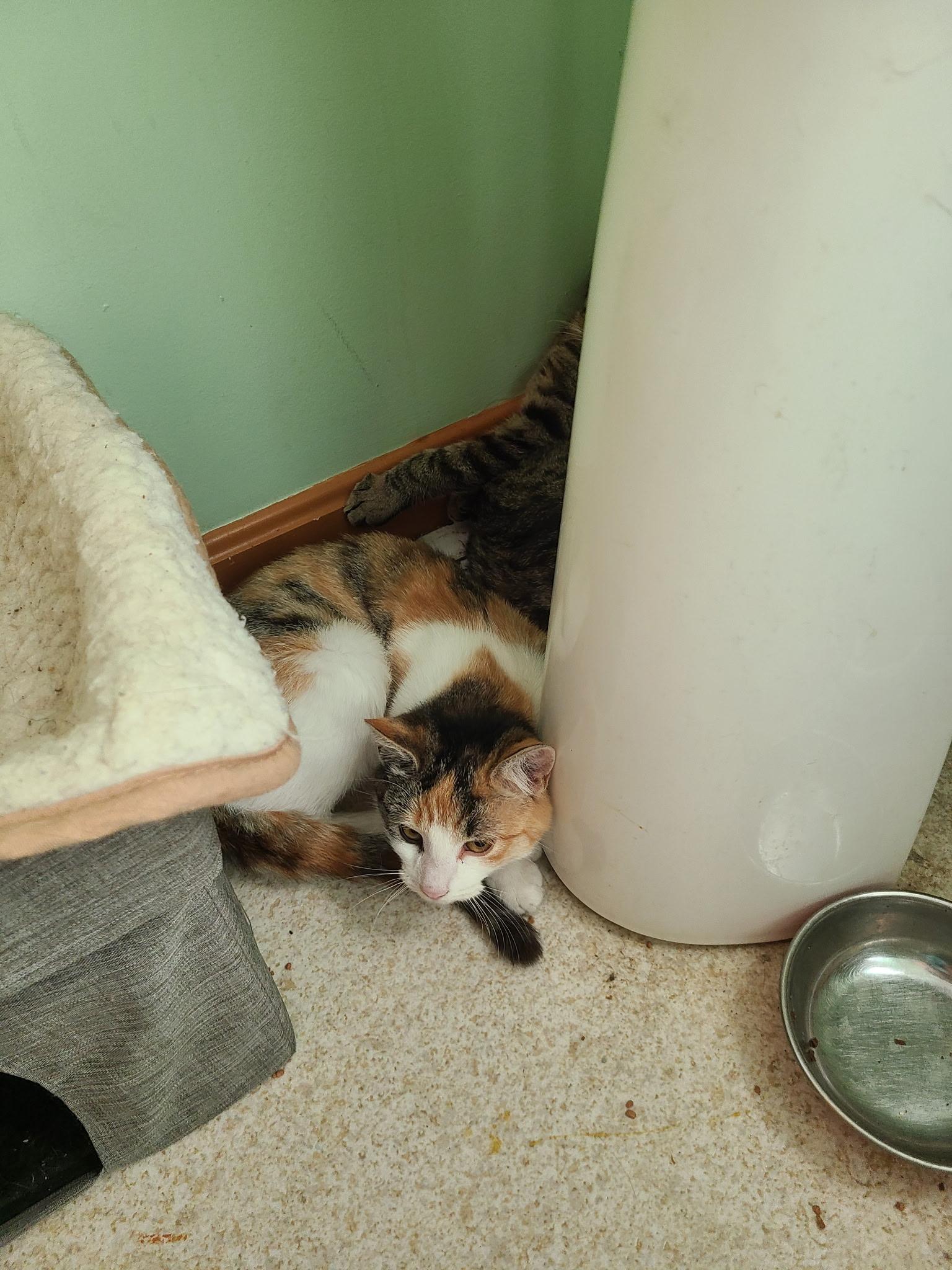 Barn cats, Adoptable, Young Female Domestic Short Hair.