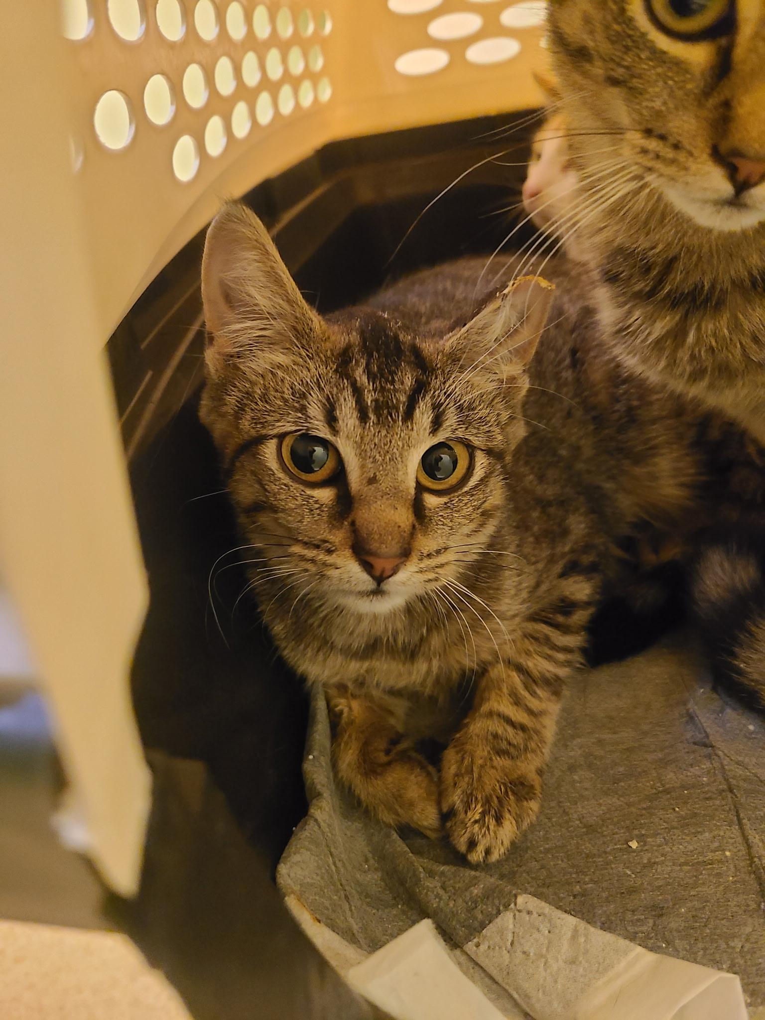 Enlarge Barn cats, a Adoptable Domestic Short Hair in Mount Bethel, PA image 2/4