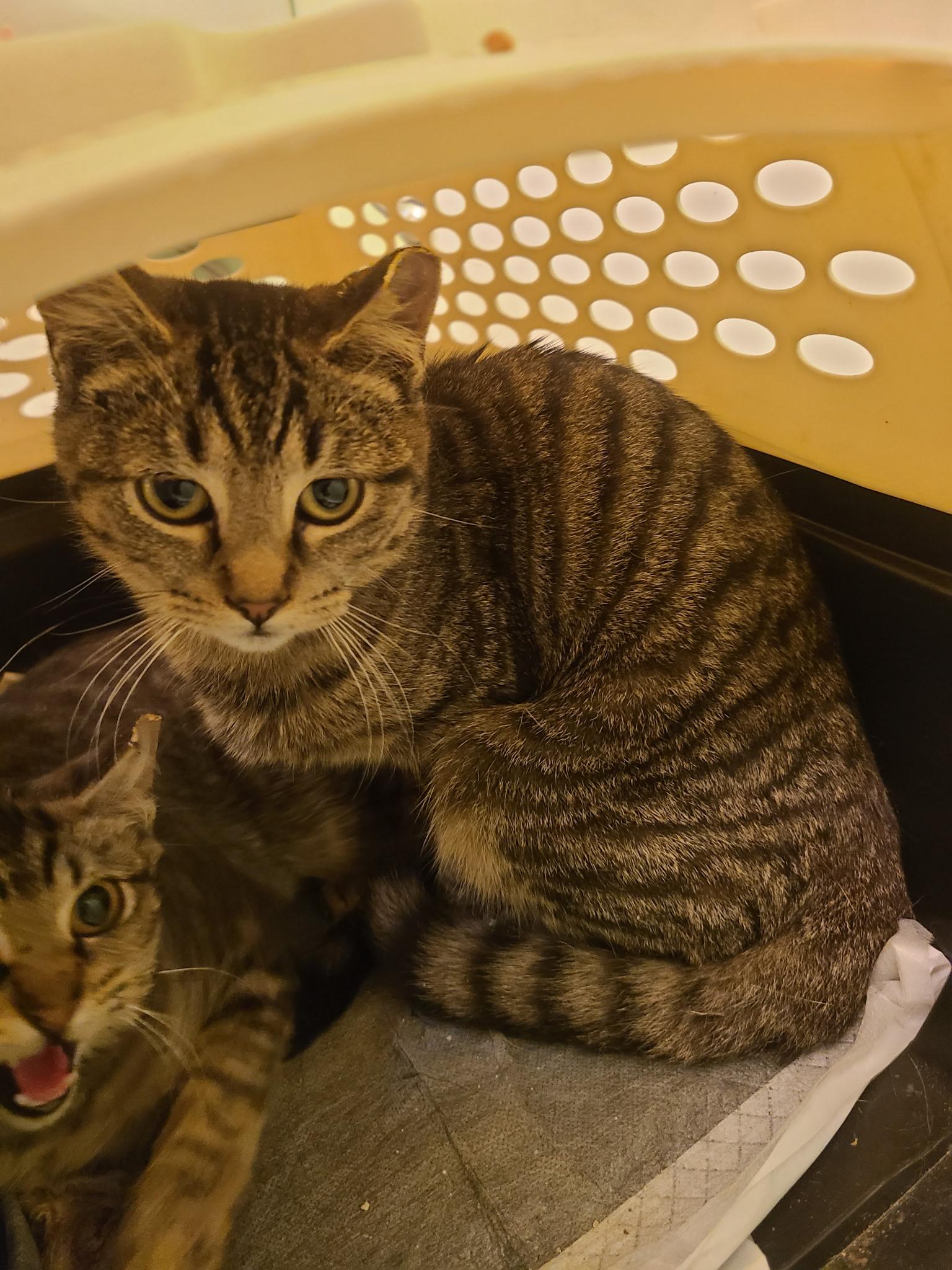 Enlarge Barn cats, a Adoptable Domestic Short Hair in Mount Bethel, PA image 3/4