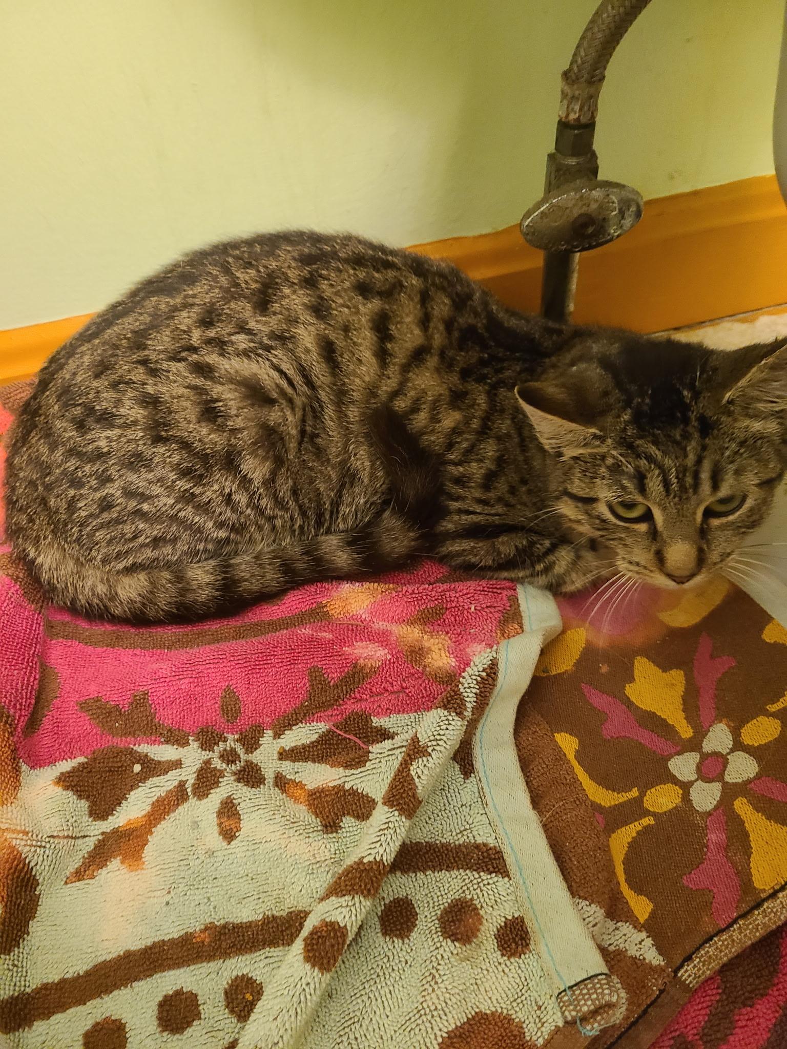 Enlarge Barn cats, a Adoptable Domestic Short Hair in Mount Bethel, PA image 4/4