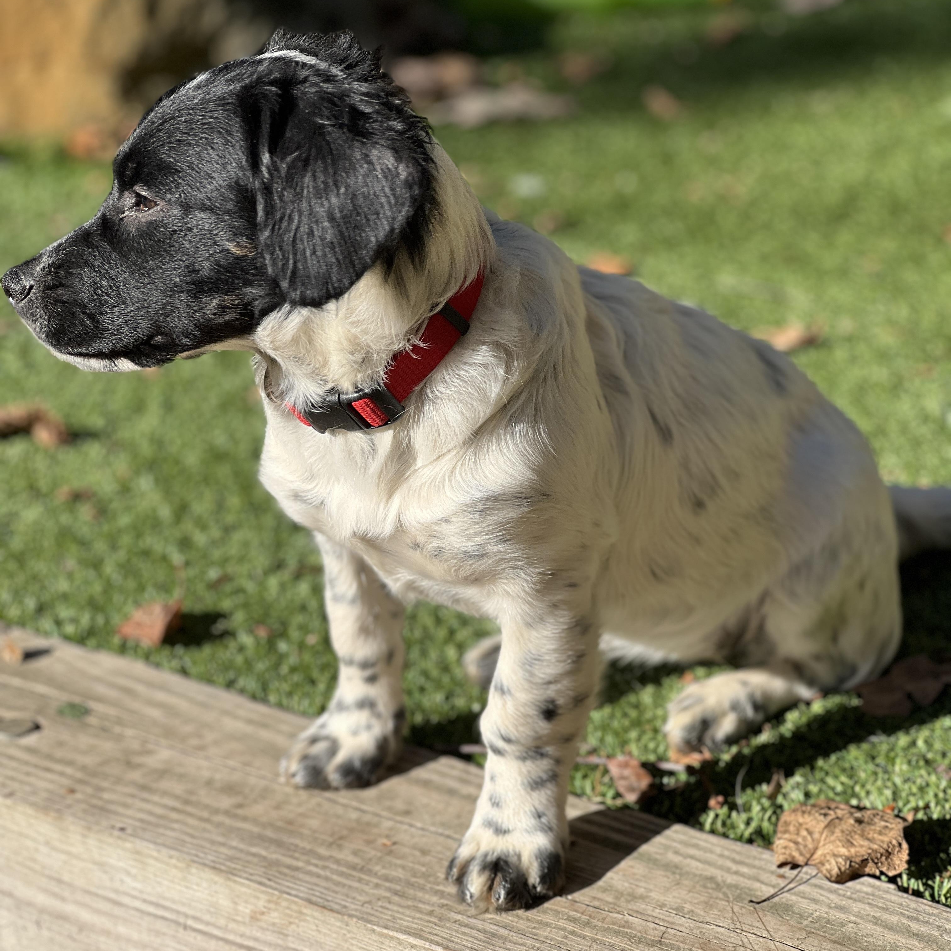 Enlarge Darla, a Adoptable mixed breed in Greensboro, NC image 5/6