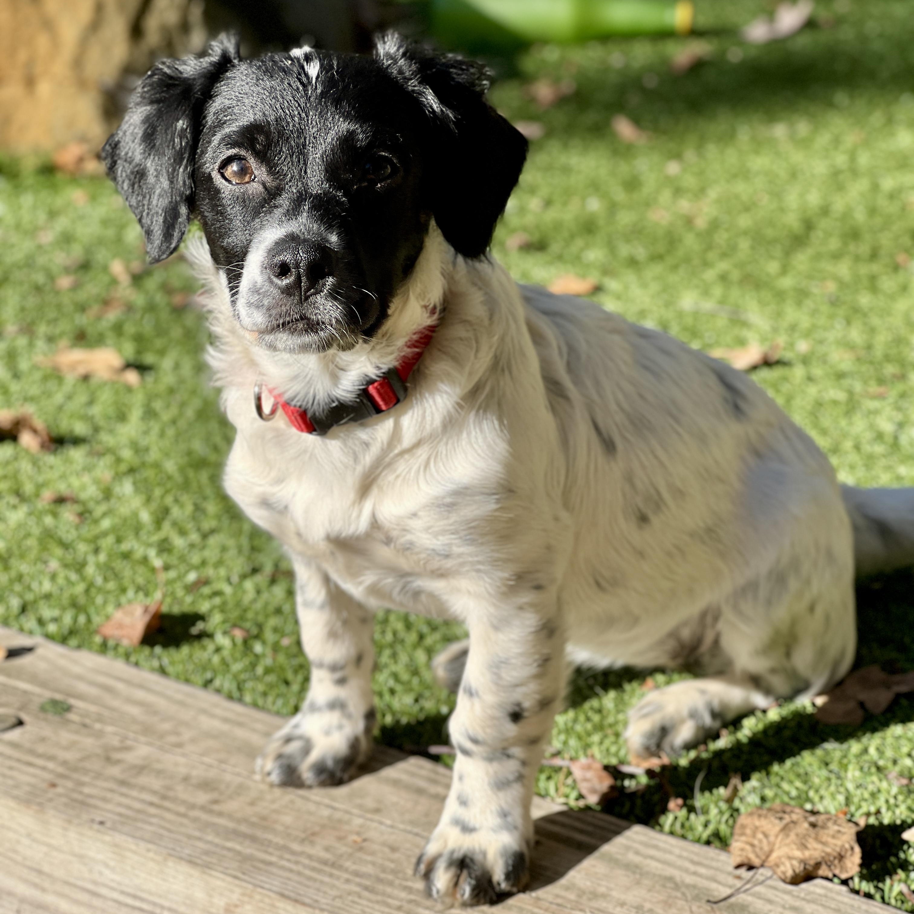 Darla, Adoptable, Puppy Female Spaniel.