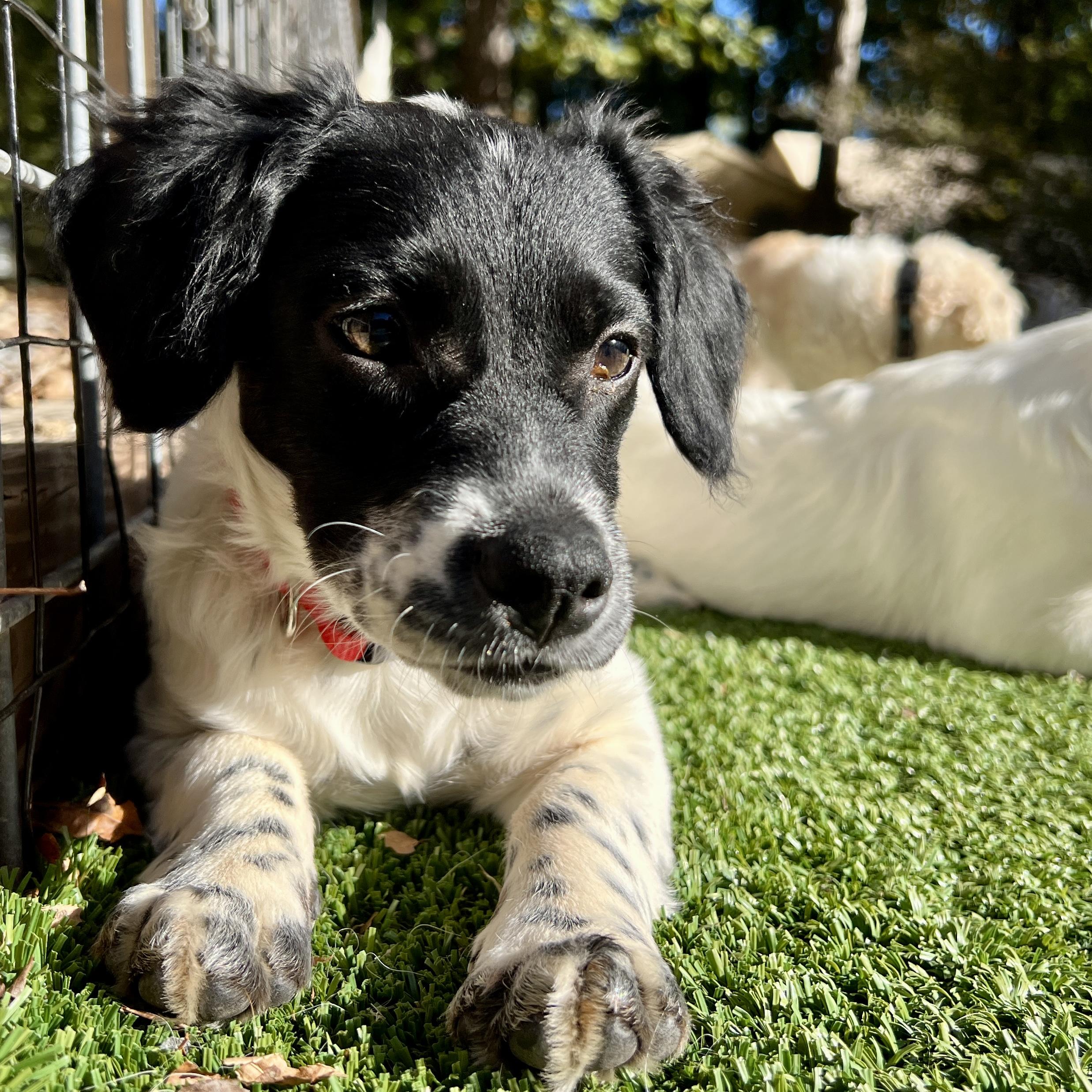Enlarge Darla, a Adoptable mixed breed in Greensboro, NC image 4/6