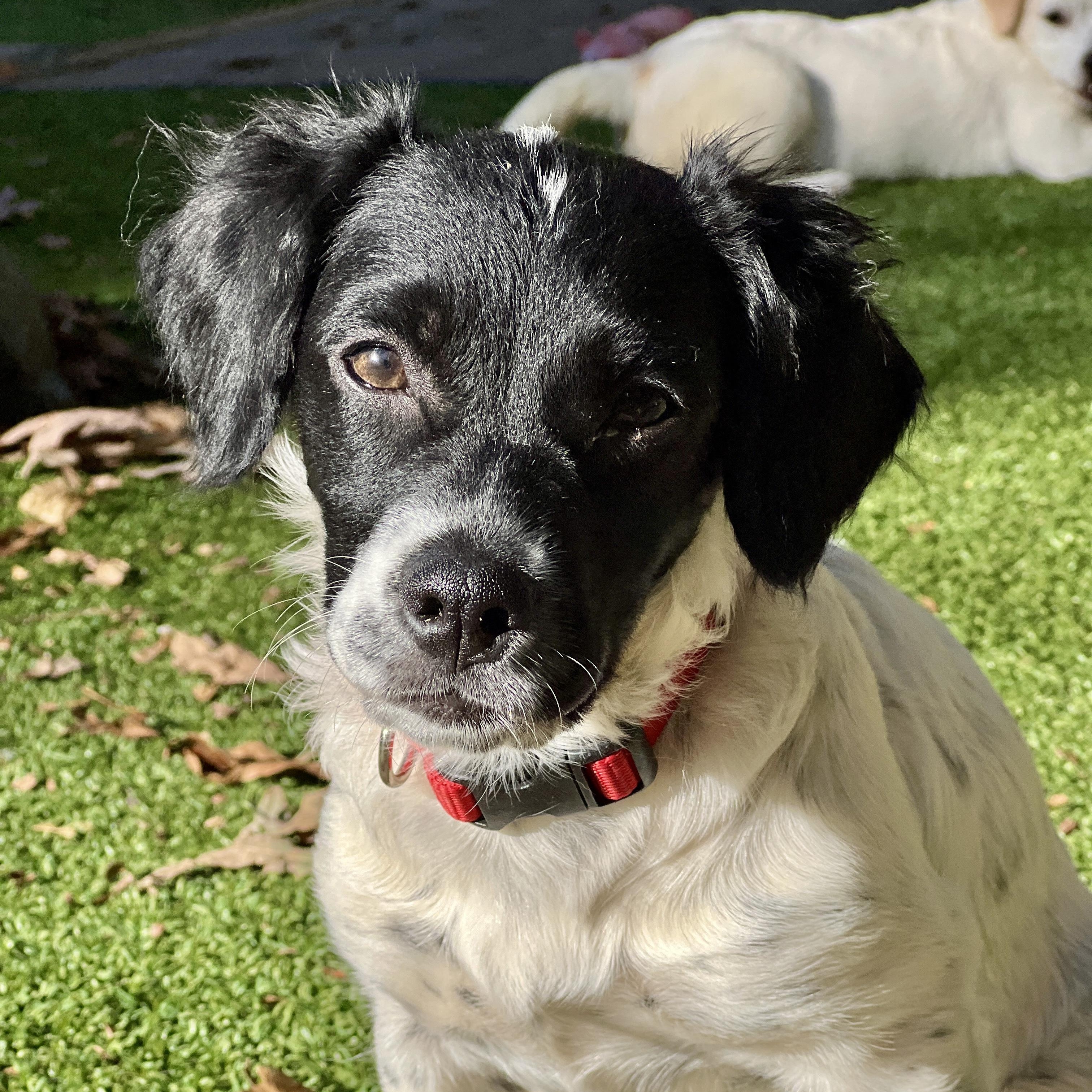 Enlarge Darla, a Adoptable mixed breed in Greensboro, NC image 2/6