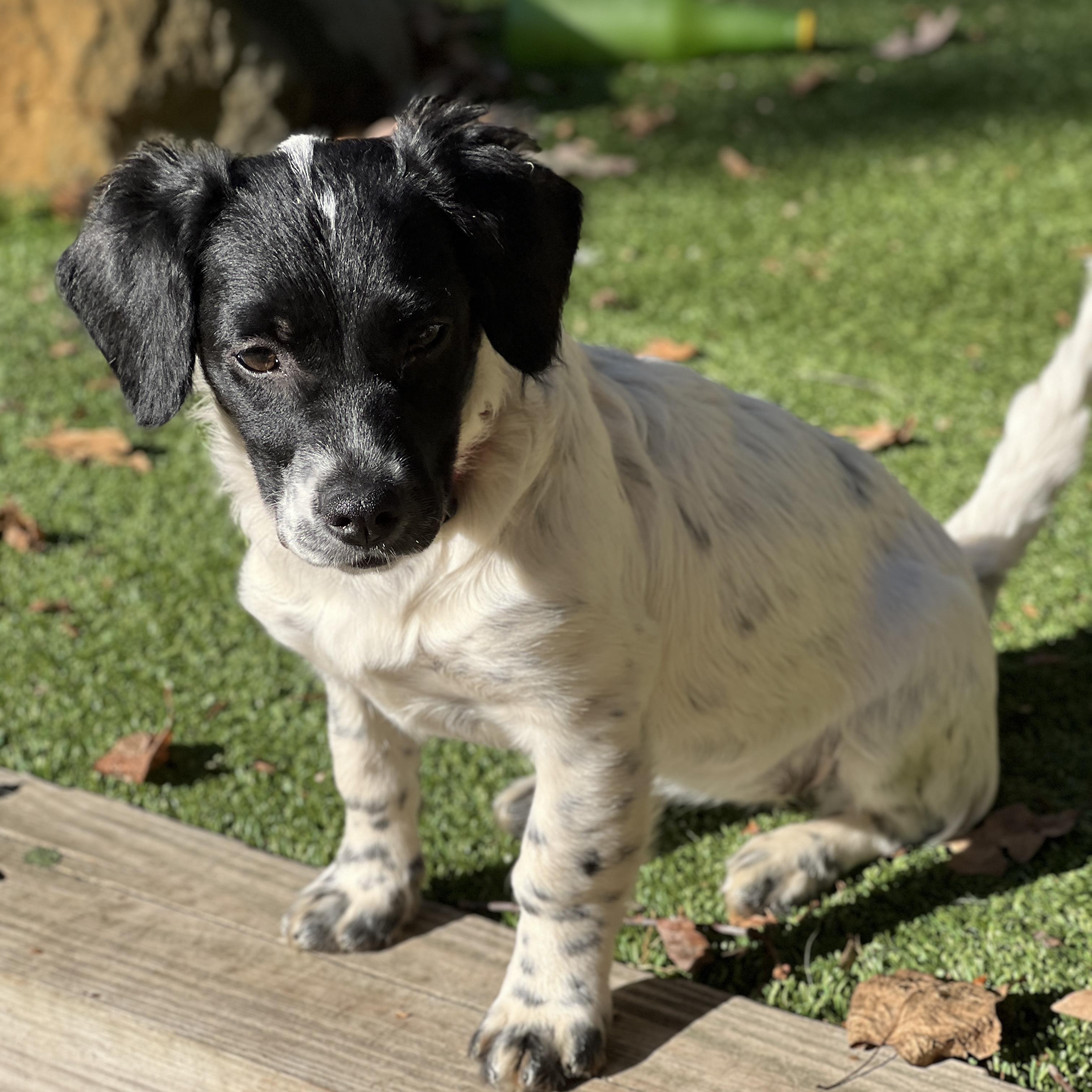Enlarge Darla, a Adoptable mixed breed in Greensboro, NC image 3/6