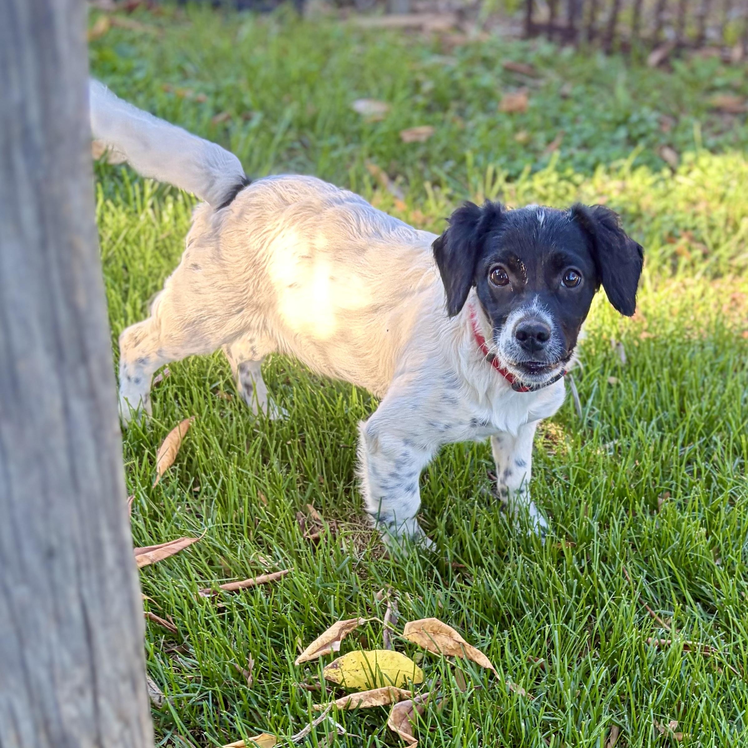 Darla, Adoptable, Puppy Female Spaniel.