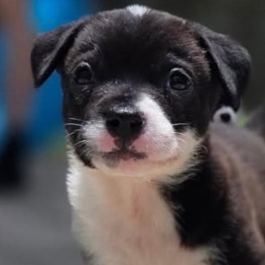 Enlarge Valley, a Adoptable mixed breed in Aledo, TX image 1/1