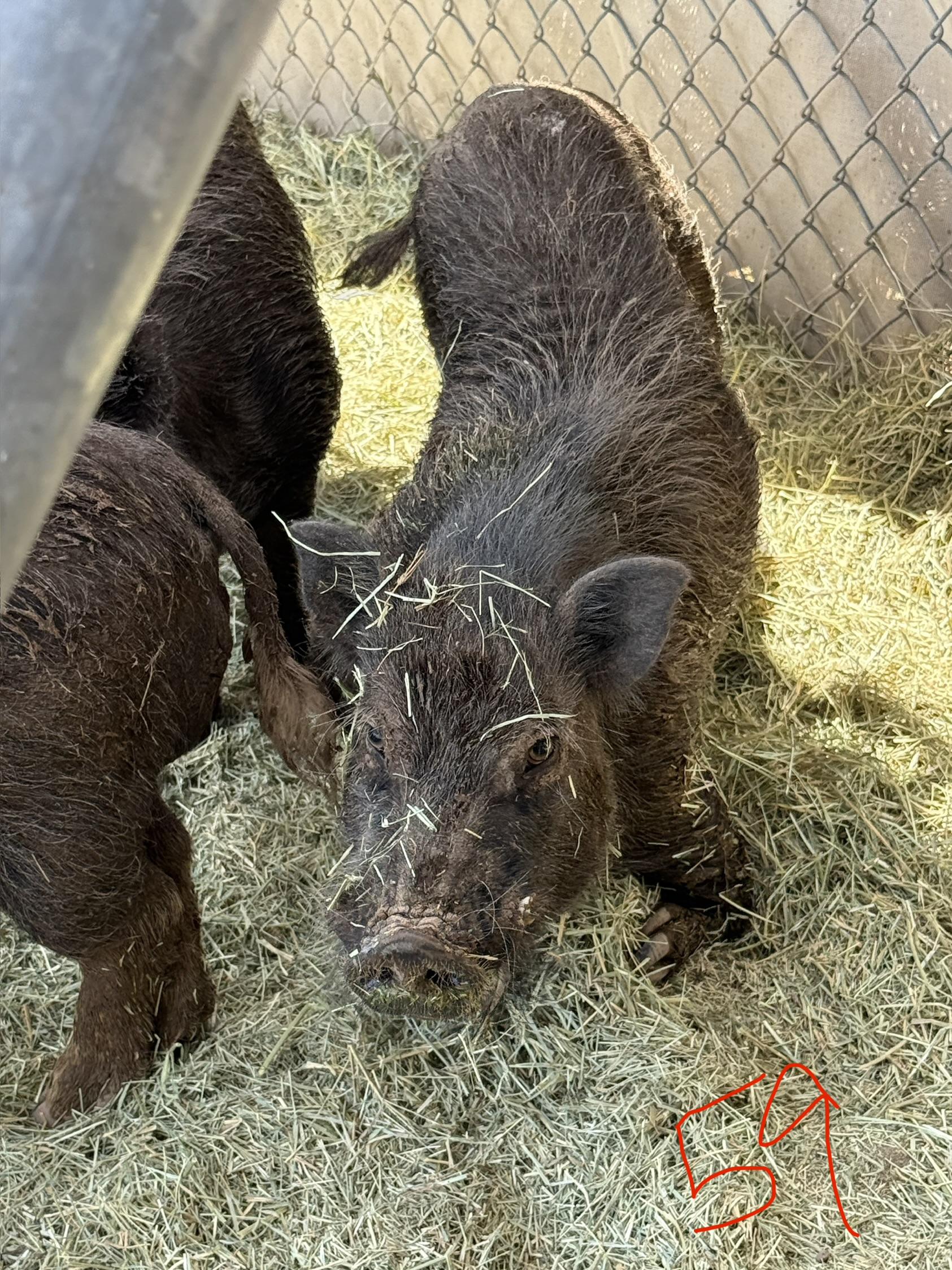 Enlarge 2-859 Pastor, a Adoptable Pig in Phoenix, AZ image 2/2