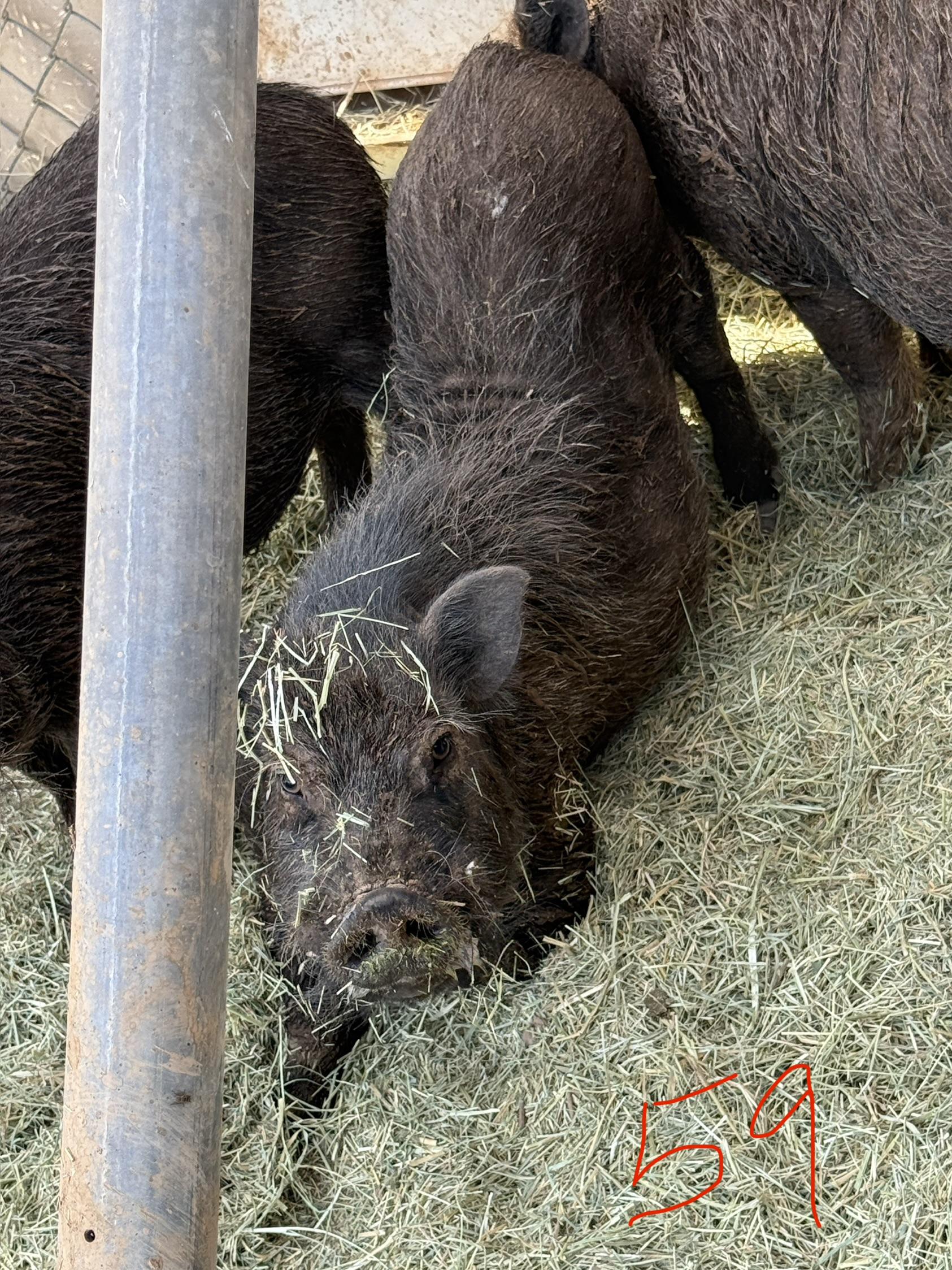 2-859 Pastor, Adoptable, Adult Male Pig.