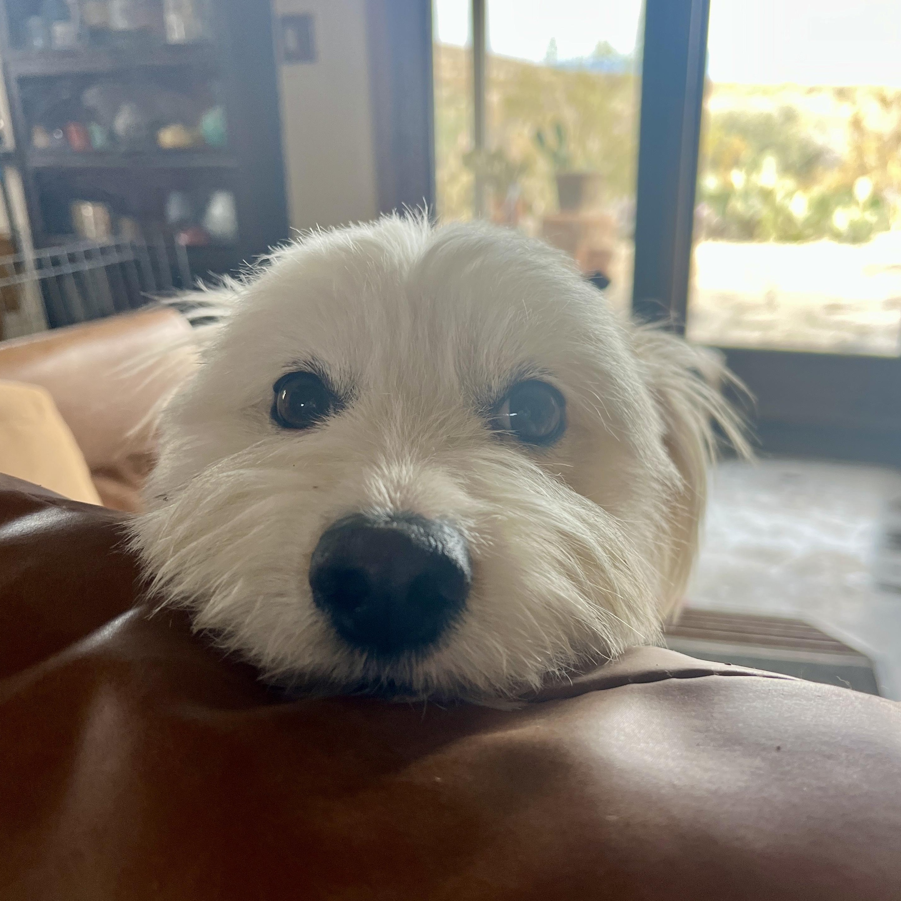 Enlarge Sissy, a ADOPTABLE mixed breed in Marfa, TX image 3/6