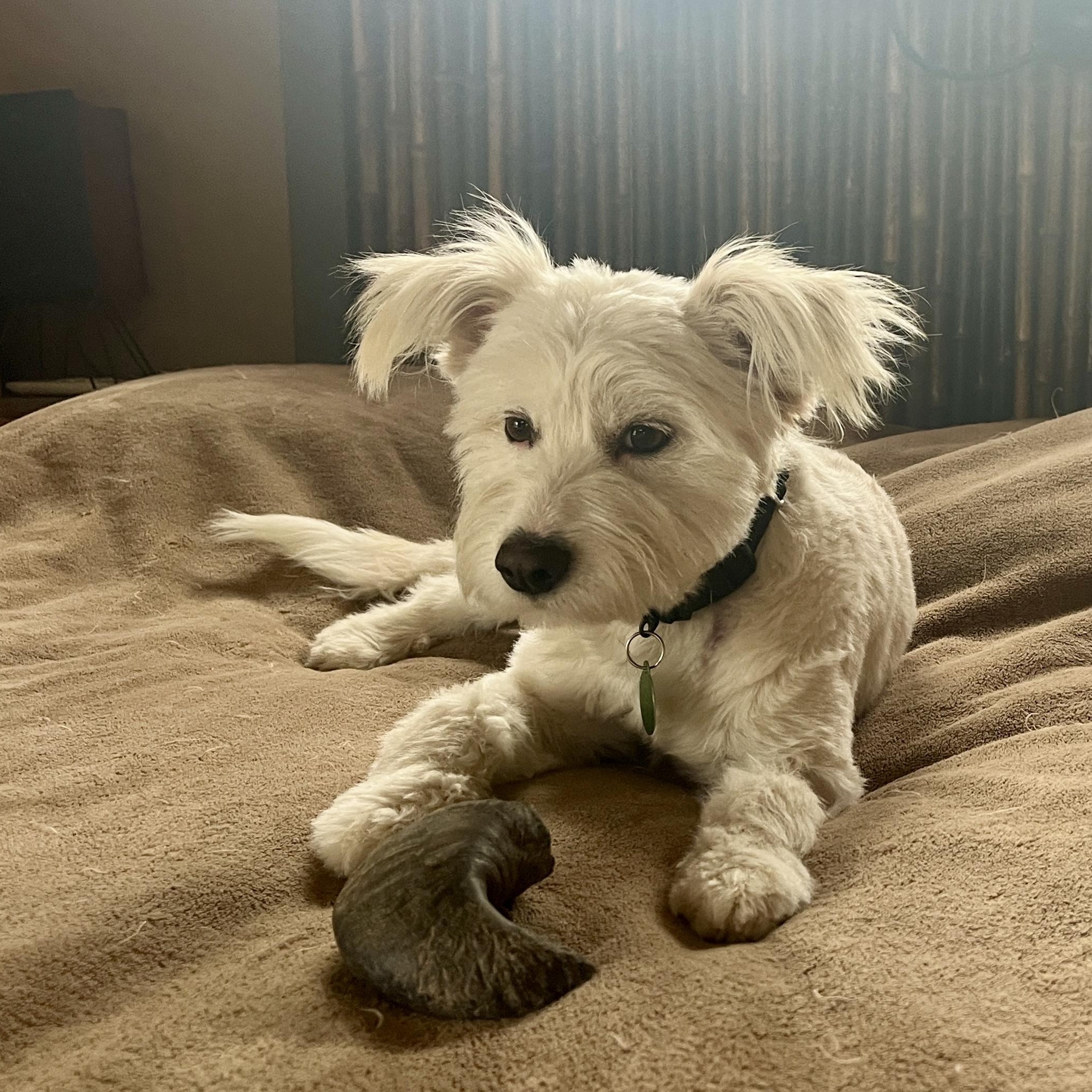 Enlarge Sissy, a ADOPTABLE mixed breed in Marfa, TX image 4/6