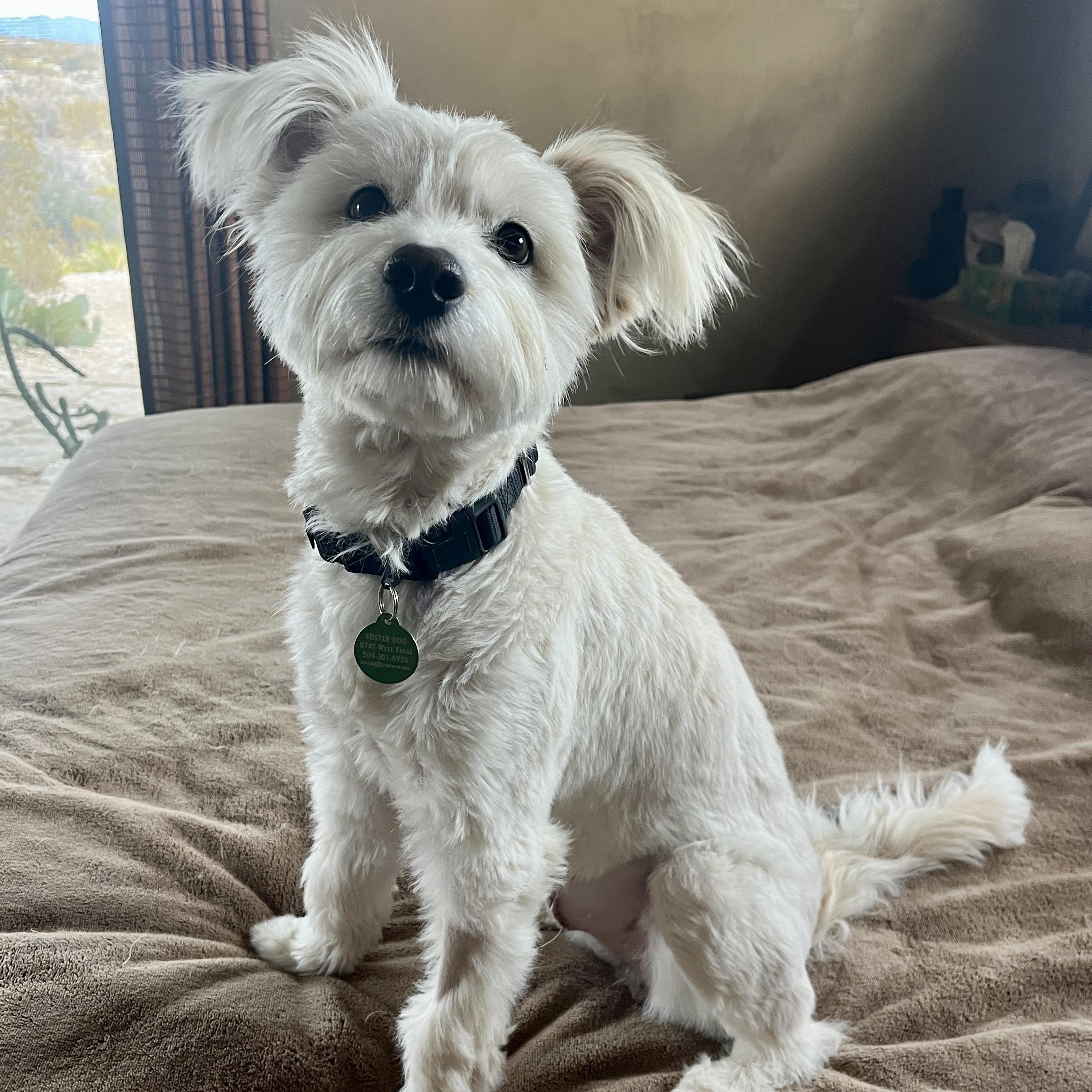 Enlarge Sissy, a ADOPTABLE mixed breed in Marfa, TX image 2/6