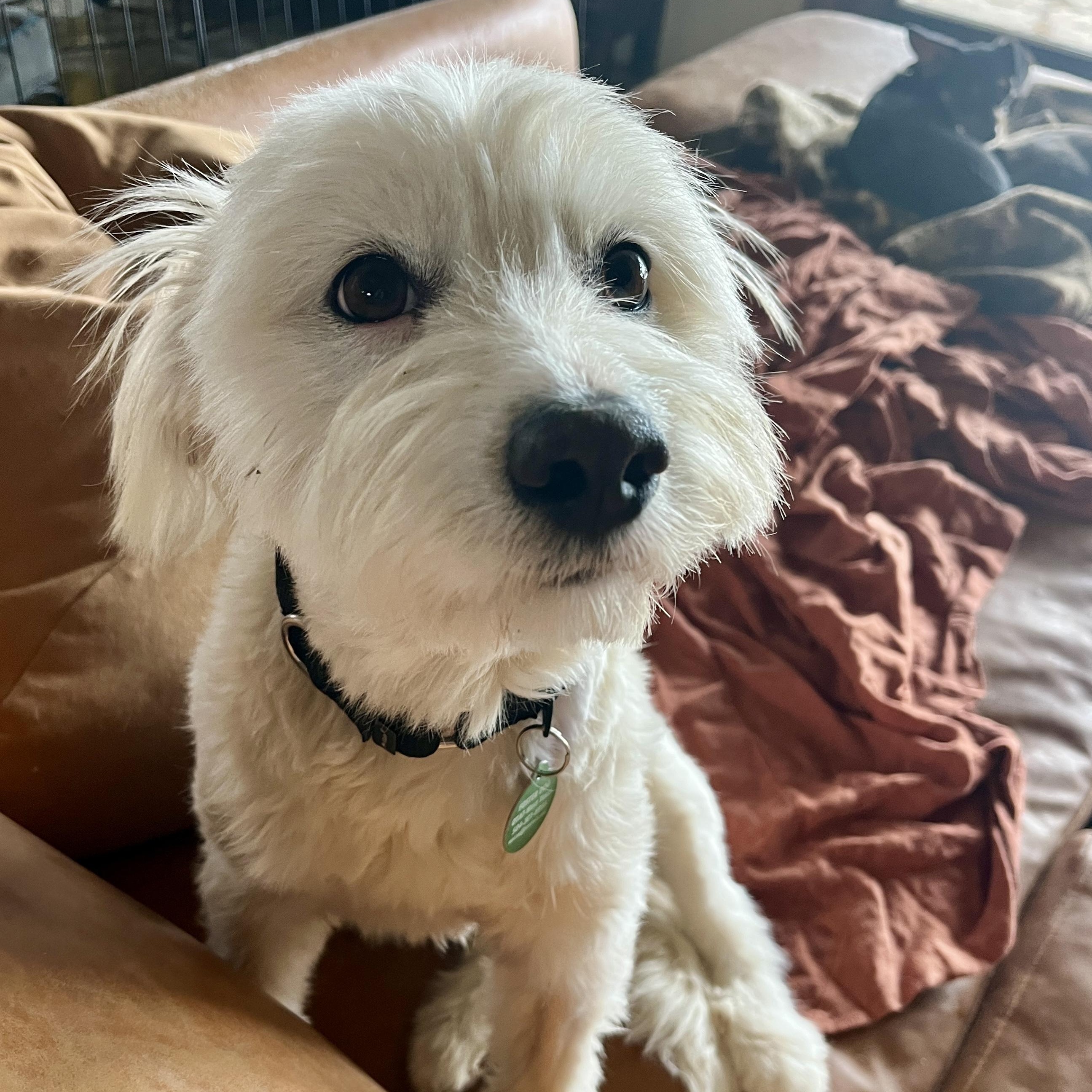 Enlarge Sissy, a ADOPTABLE mixed breed in Marfa, TX image 6/6