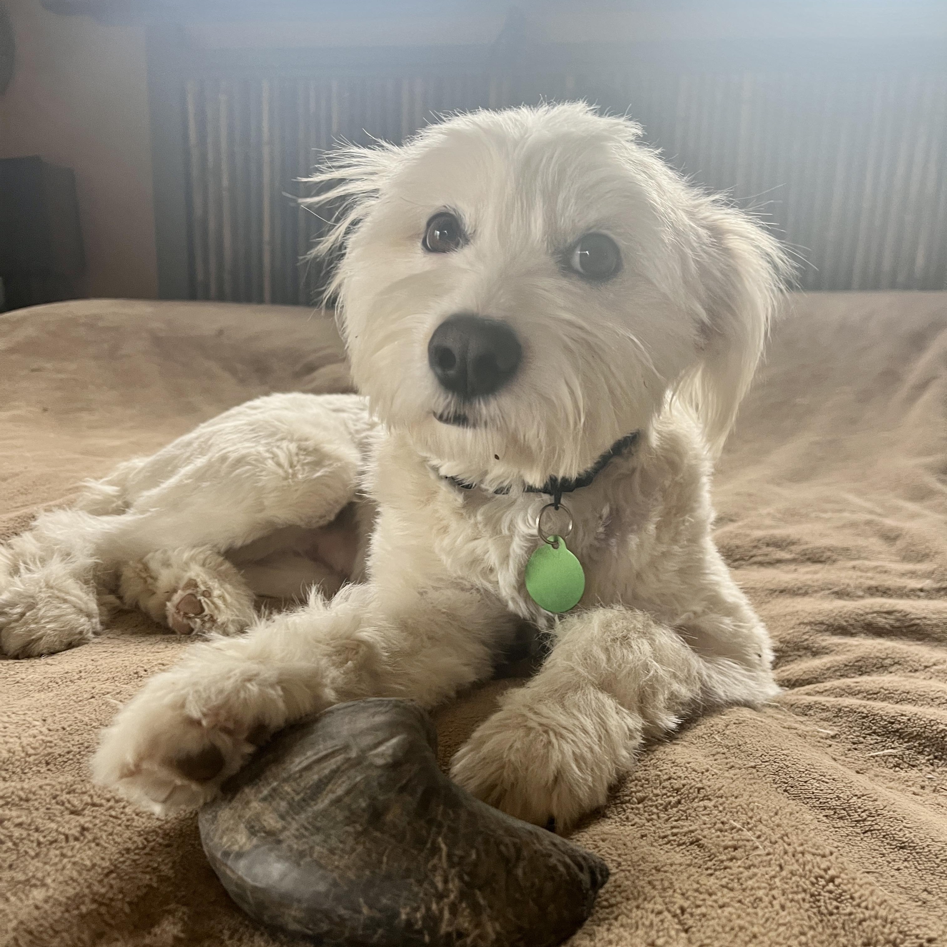 Enlarge Sissy, a ADOPTABLE mixed breed in Marfa, TX image 5/6