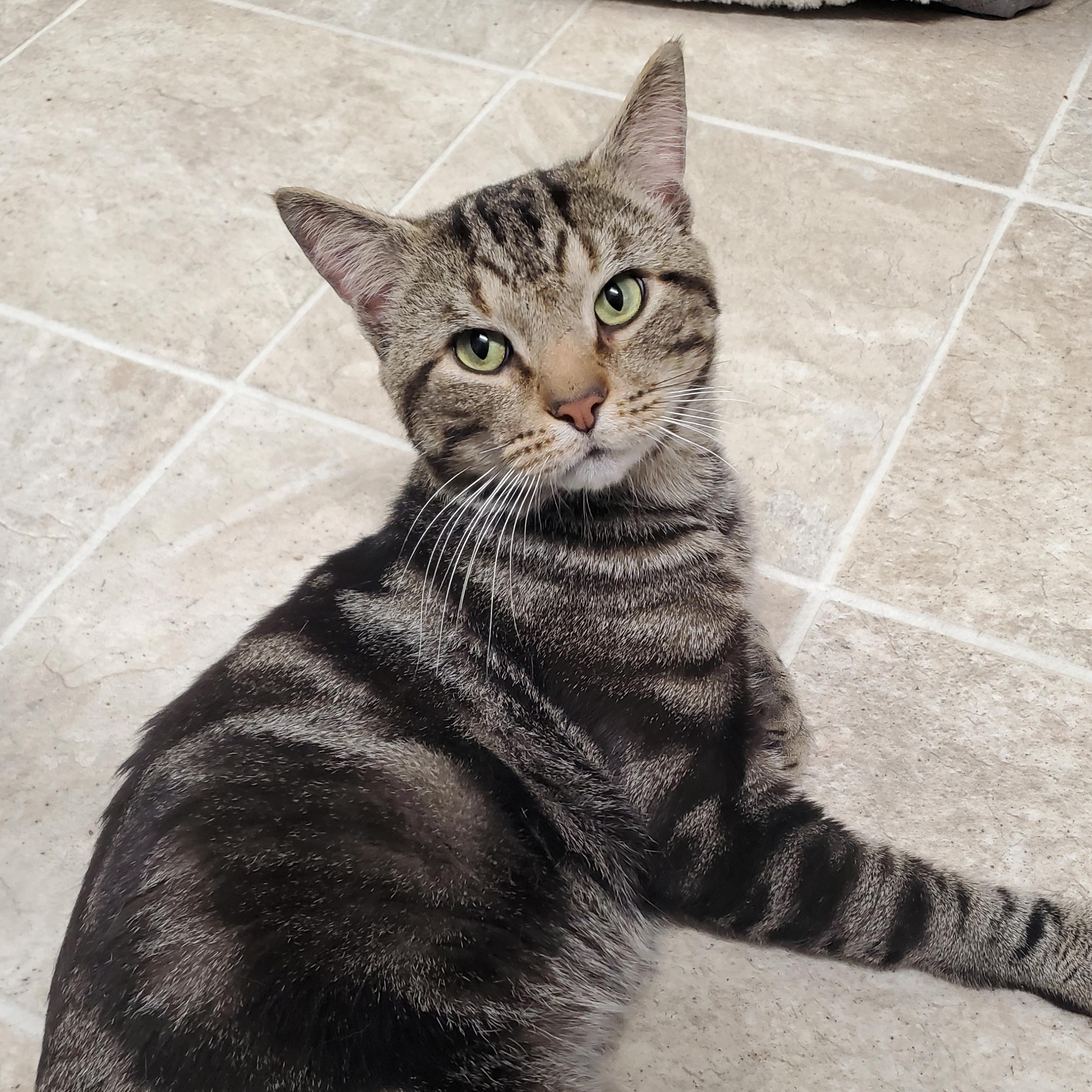 Enlarge Archie, an adopted Domestic Short Hair in Marseilles, IL image 1/1