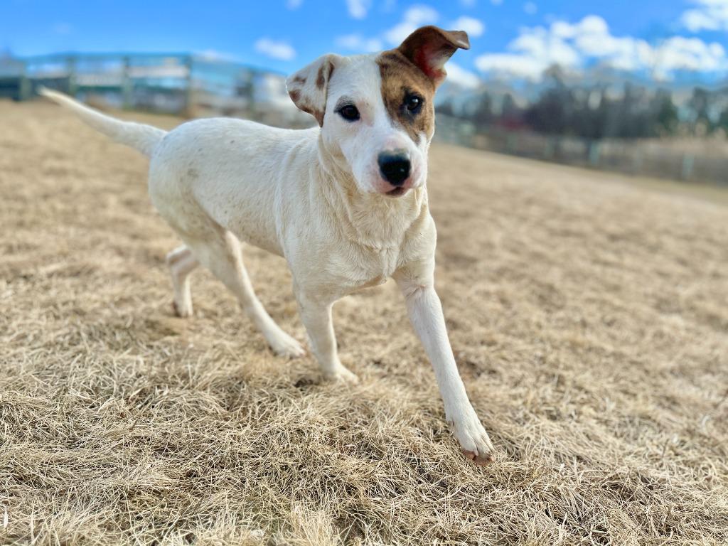 Enlarge Millie, a Adopted mixed breed in Hudson, NY image 1/1