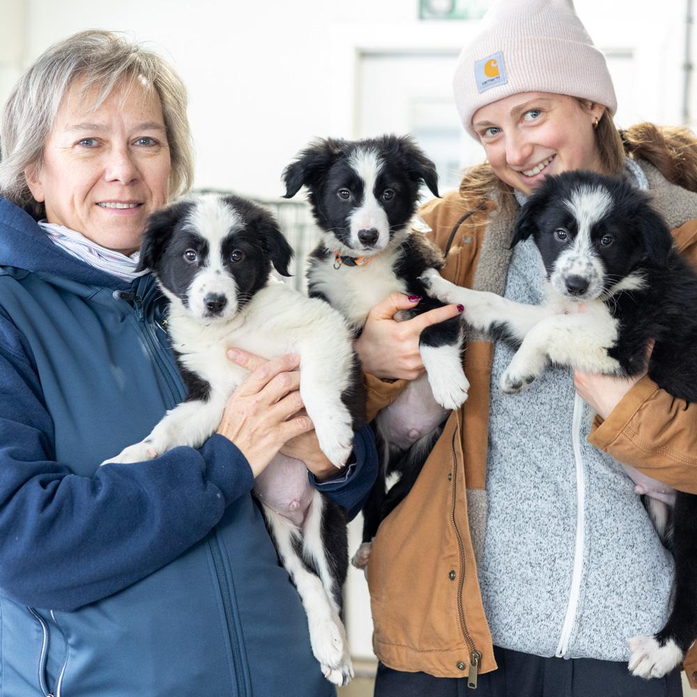 Border Collie (2-Males) , Adoptable, Puppy Male Border Collie.