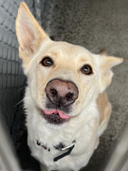 Enlarge Zombie, a ADOPTABLE mixed breed in Sacramento, CA image 5/6