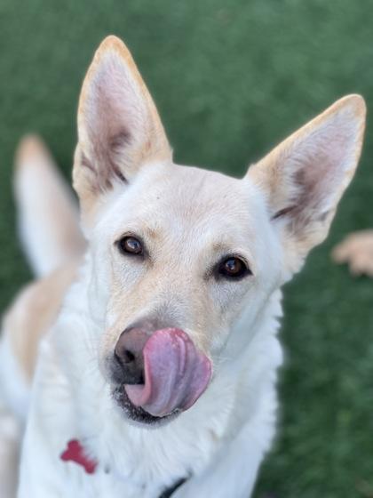 Enlarge Zombie, a ADOPTABLE mixed breed in Sacramento, CA image 2/6