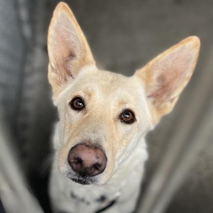 Enlarge Zombie, a ADOPTABLE mixed breed in Sacramento, CA image 4/6