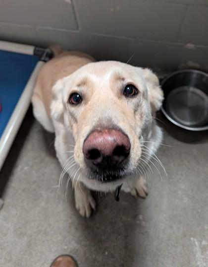 Enlarge Zombie, a ADOPTABLE mixed breed in Sacramento, CA image 6/6