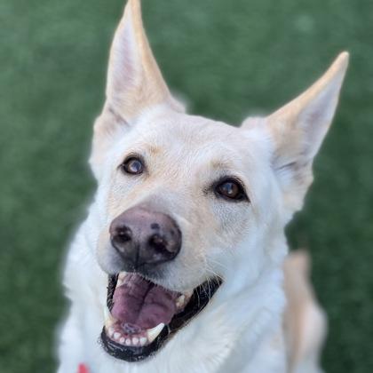 Enlarge Zombie, a ADOPTABLE mixed breed in Sacramento, CA image 1/6