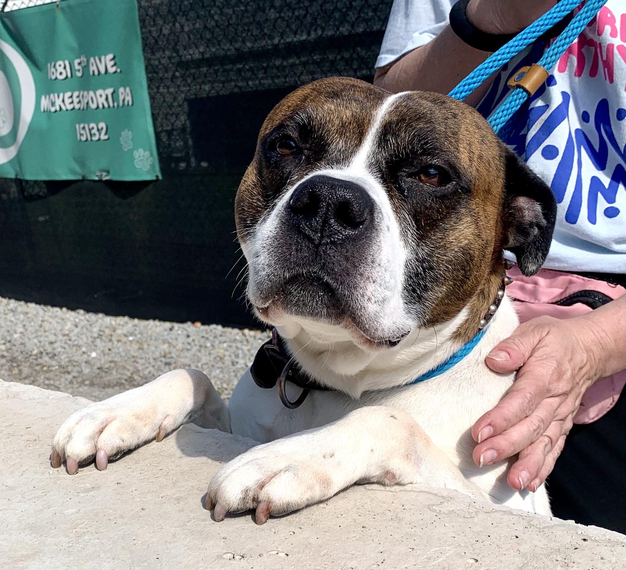 Gus, a ADOPTABLE American Bulldog in McKeesport, PA image 6/6