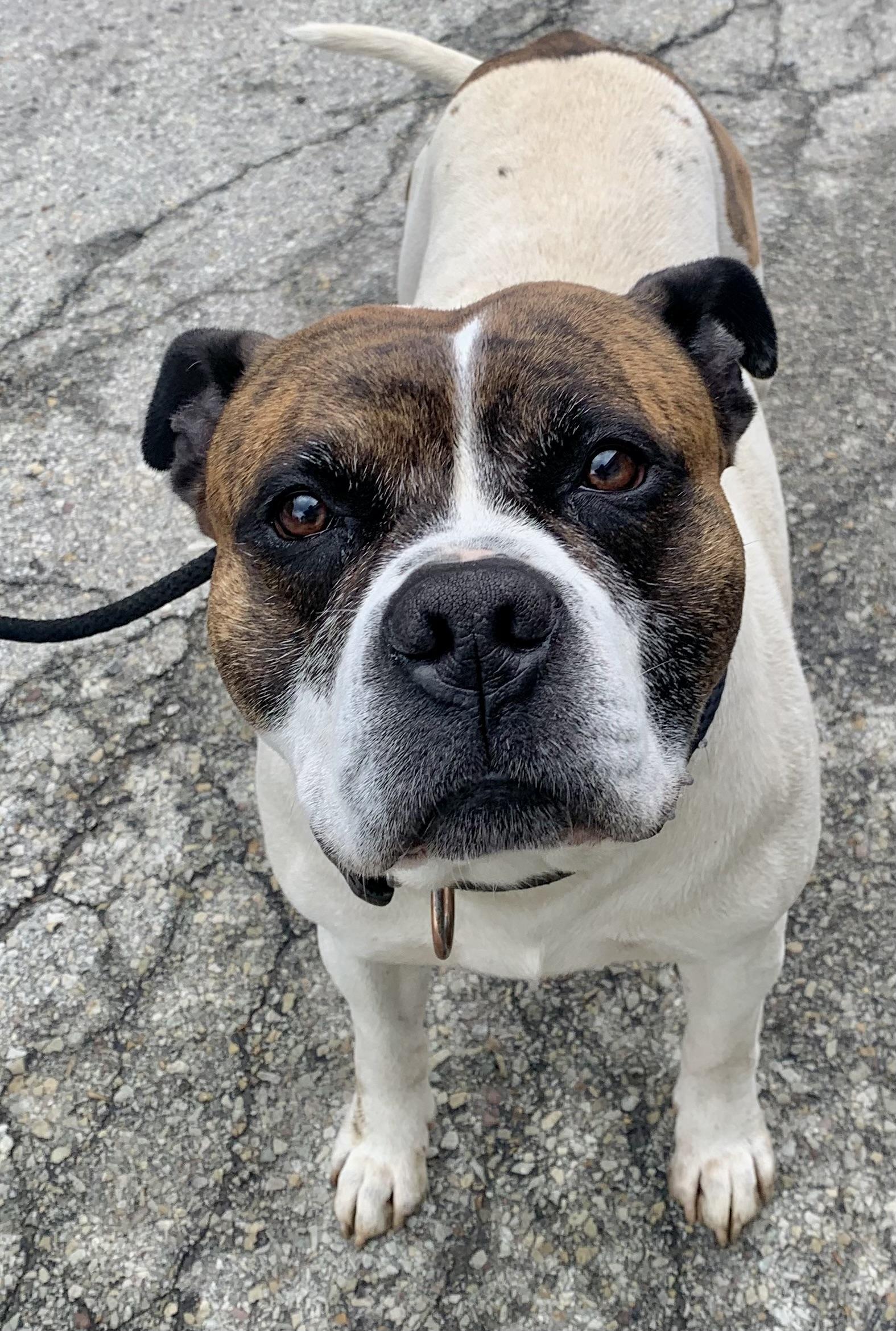 Gus, a ADOPTABLE American Bulldog in McKeesport, PA image 2/6