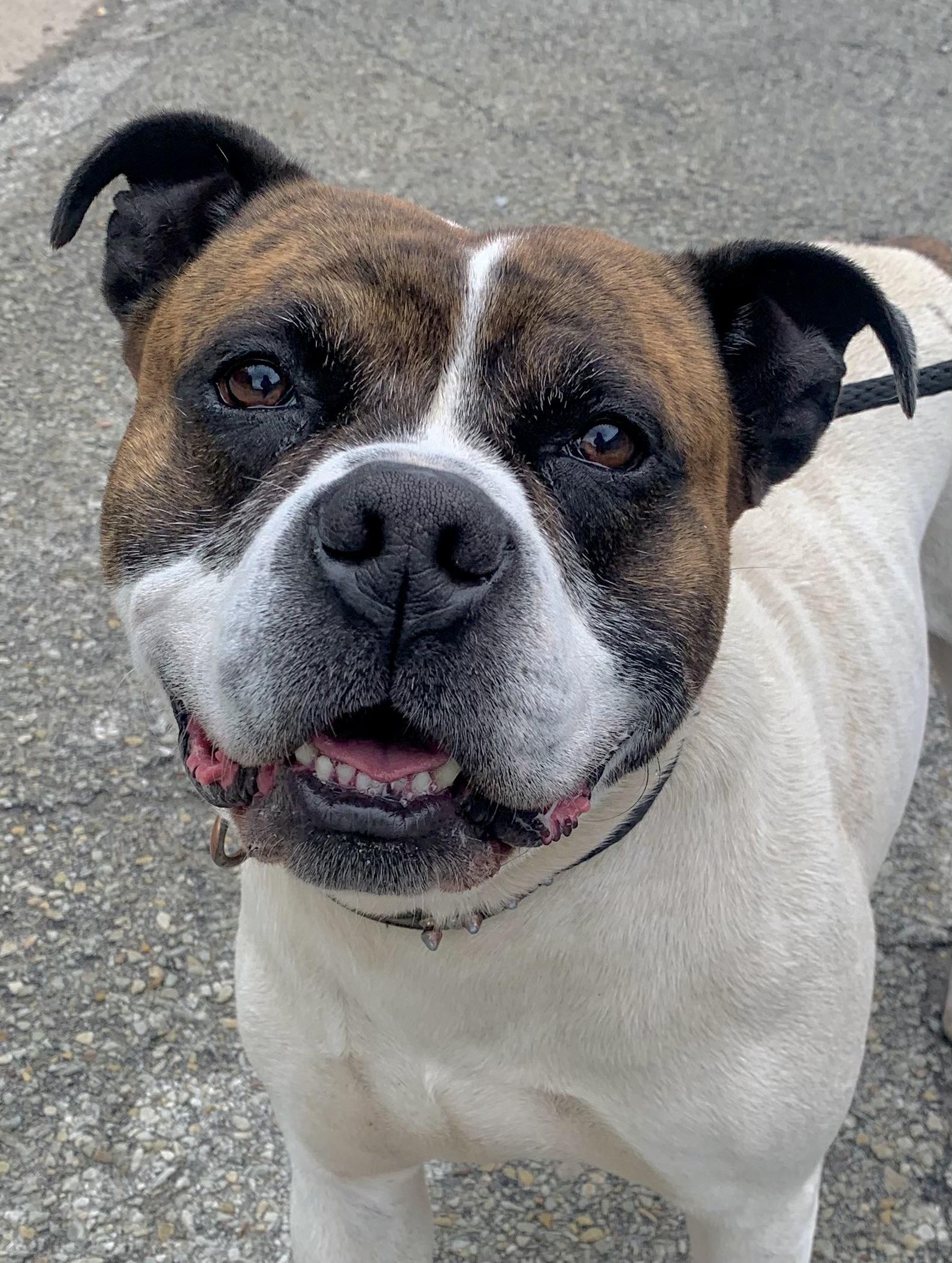 Gus, ADOPTABLE, Adult Male American Bulldog.