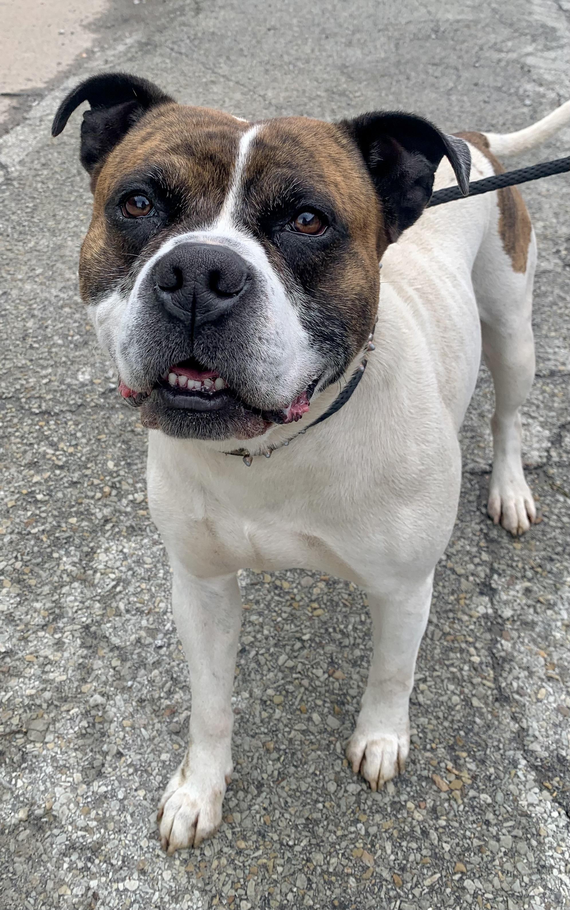 Gus, a ADOPTABLE American Bulldog in McKeesport, PA image 5/6