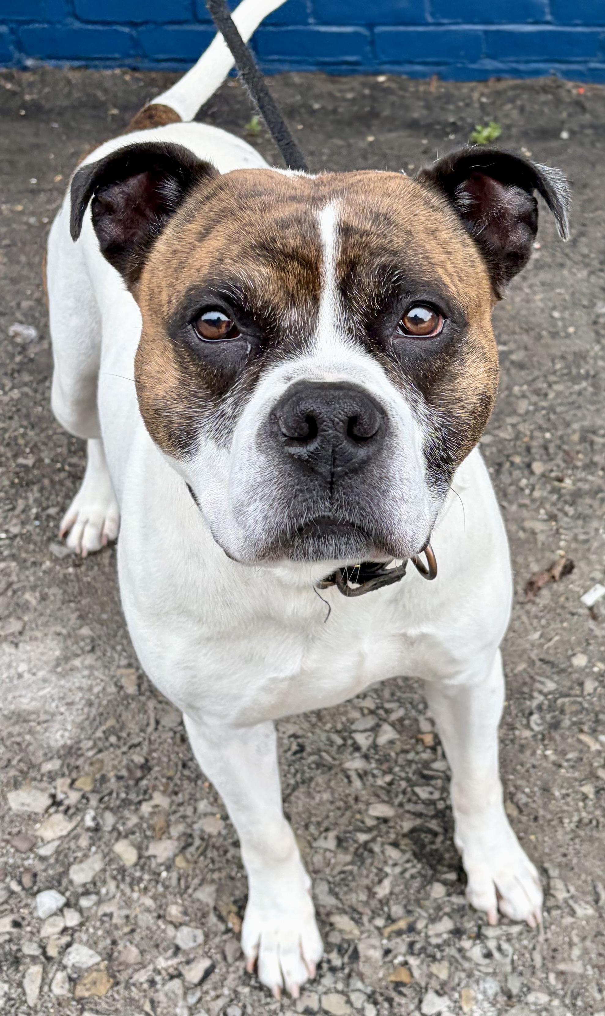 Gus, a ADOPTABLE American Bulldog in McKeesport, PA image 5/6