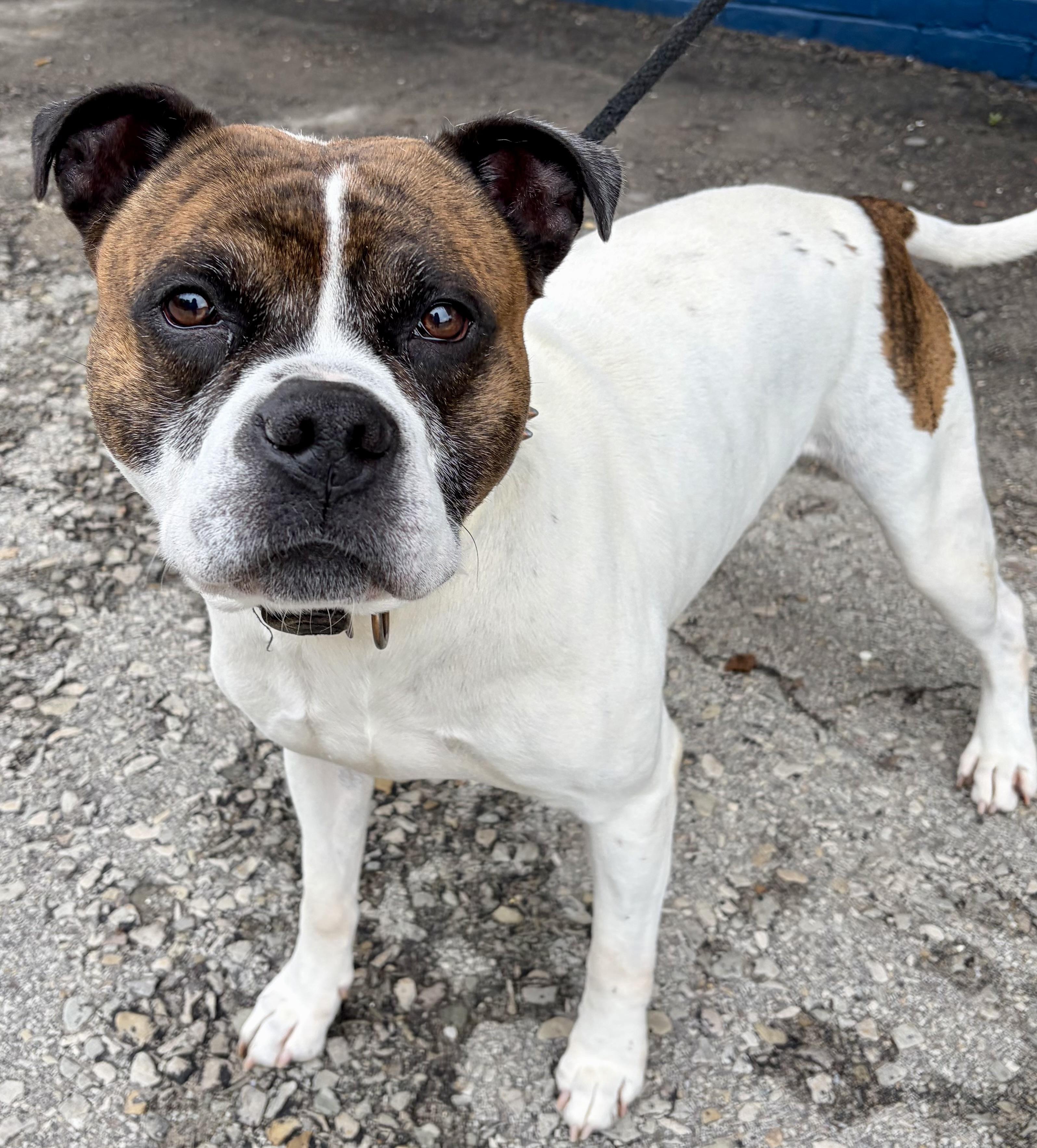 Gus, a ADOPTABLE American Bulldog in McKeesport, PA image 3/6