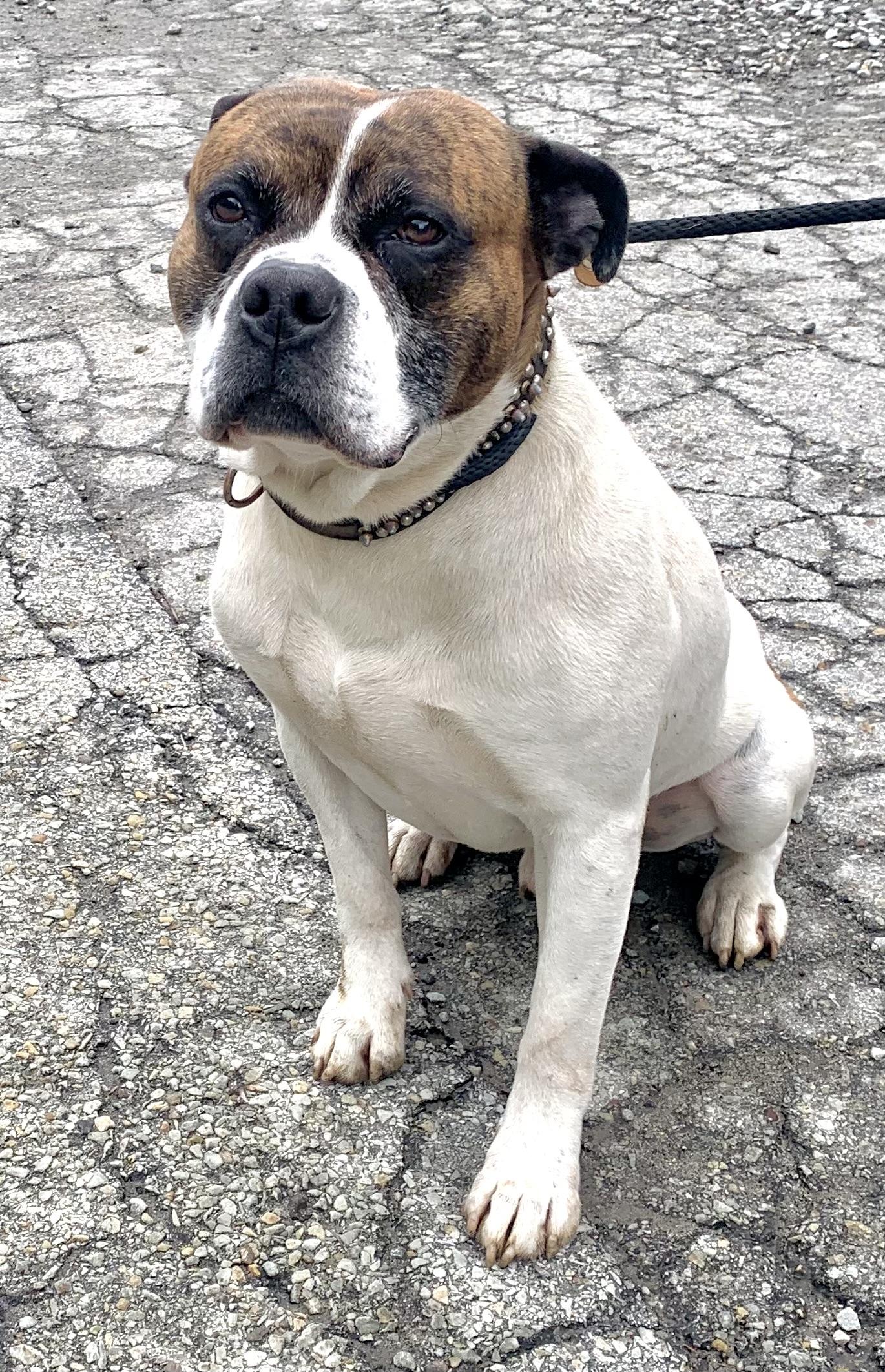 Gus, a ADOPTABLE American Bulldog in McKeesport, PA image 4/6