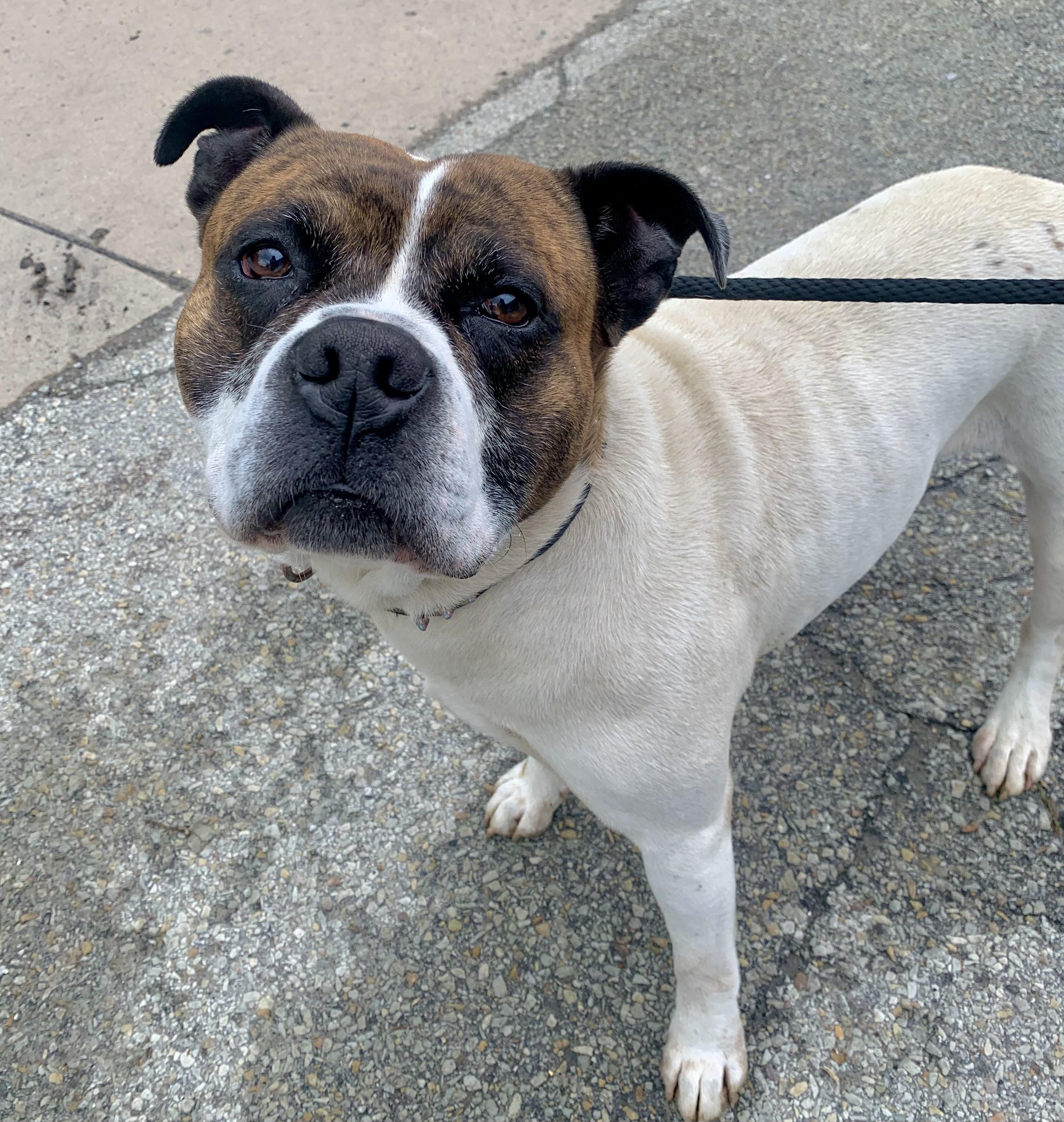 Gus, a ADOPTABLE American Bulldog in McKeesport, PA image 3/6